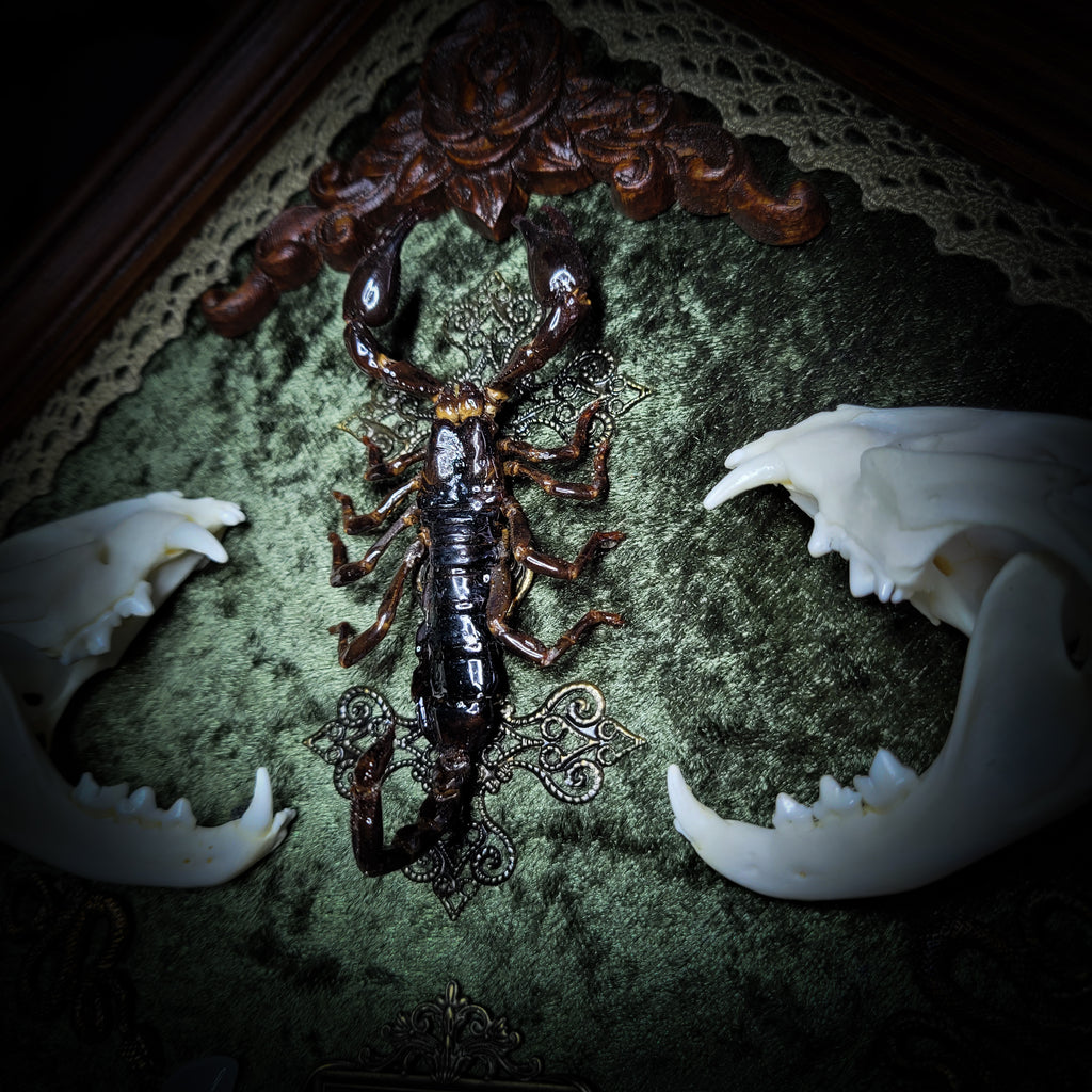 Venomous Elegance | Witches — handmade gothic tarot card holder with real cat skull, amethyst pendulum, twin serpent and crescent moon detailing, rose quartz and crystal elements on wooden base, 28x28cm