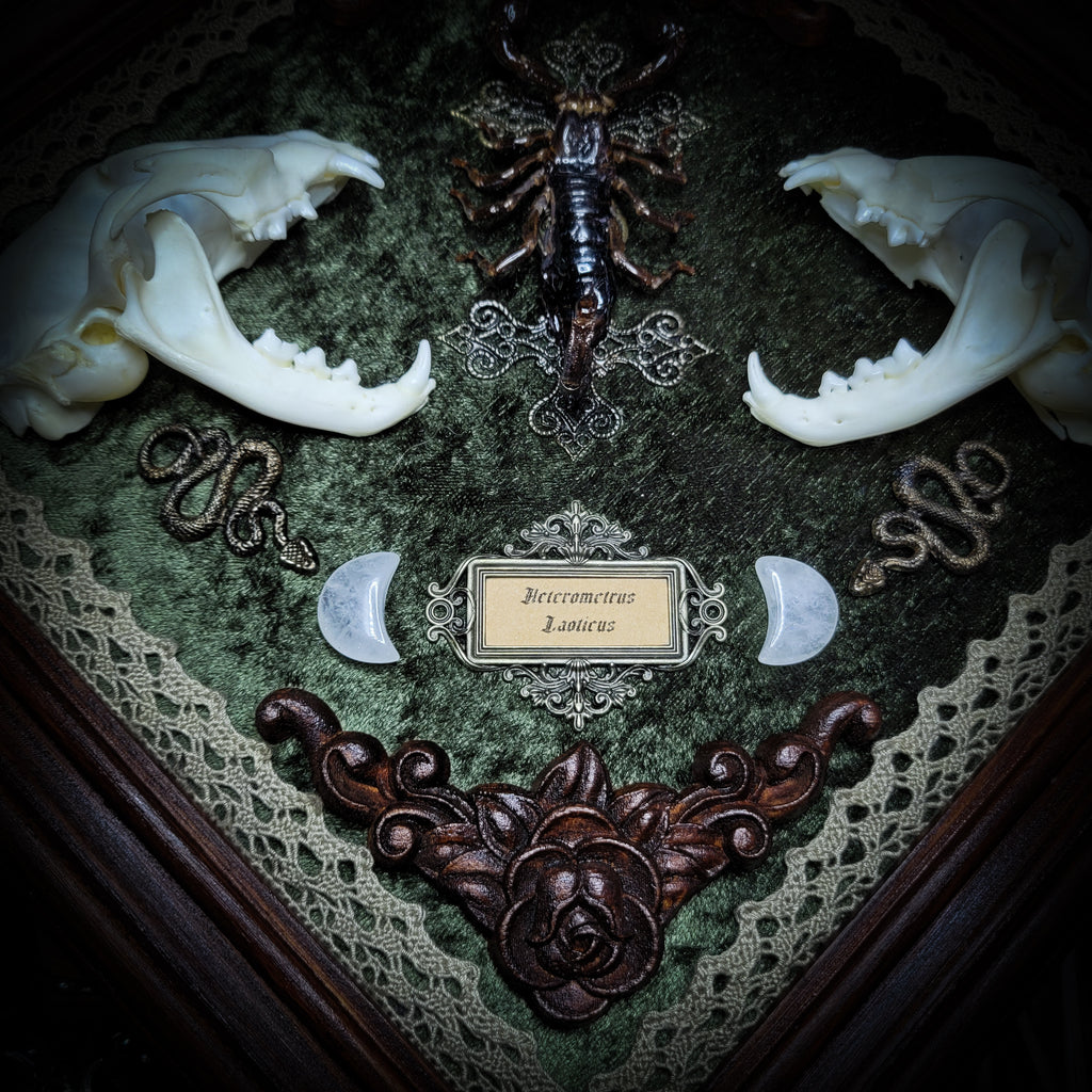 Venomous Elegance | Witches — handmade gothic tarot card holder with real cat skull, amethyst pendulum, twin serpent and crescent moon detailing, rose quartz and crystal elements on wooden base, 28x28cm