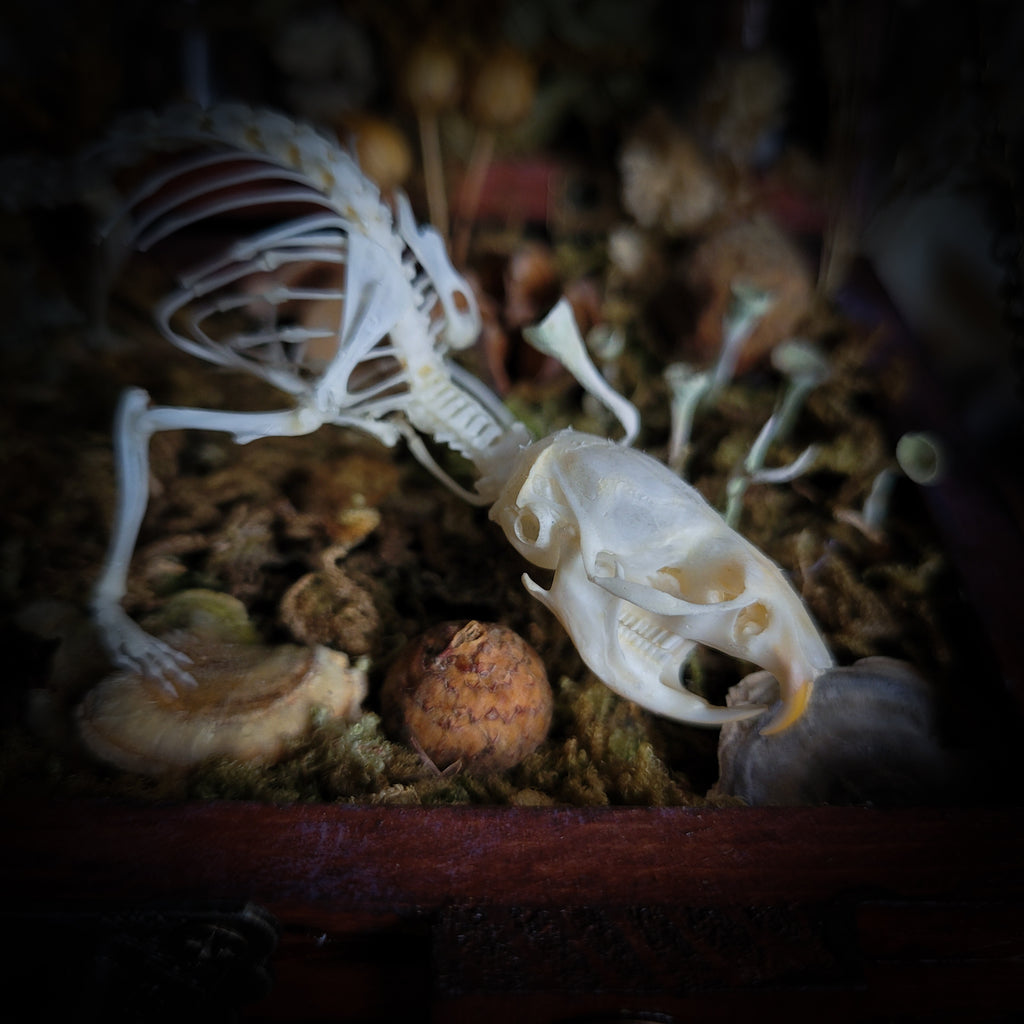 Wild Familiar Woodland — gothic relic box with real mouse skeleton, forest botanicals and minerals, handmade dark decor