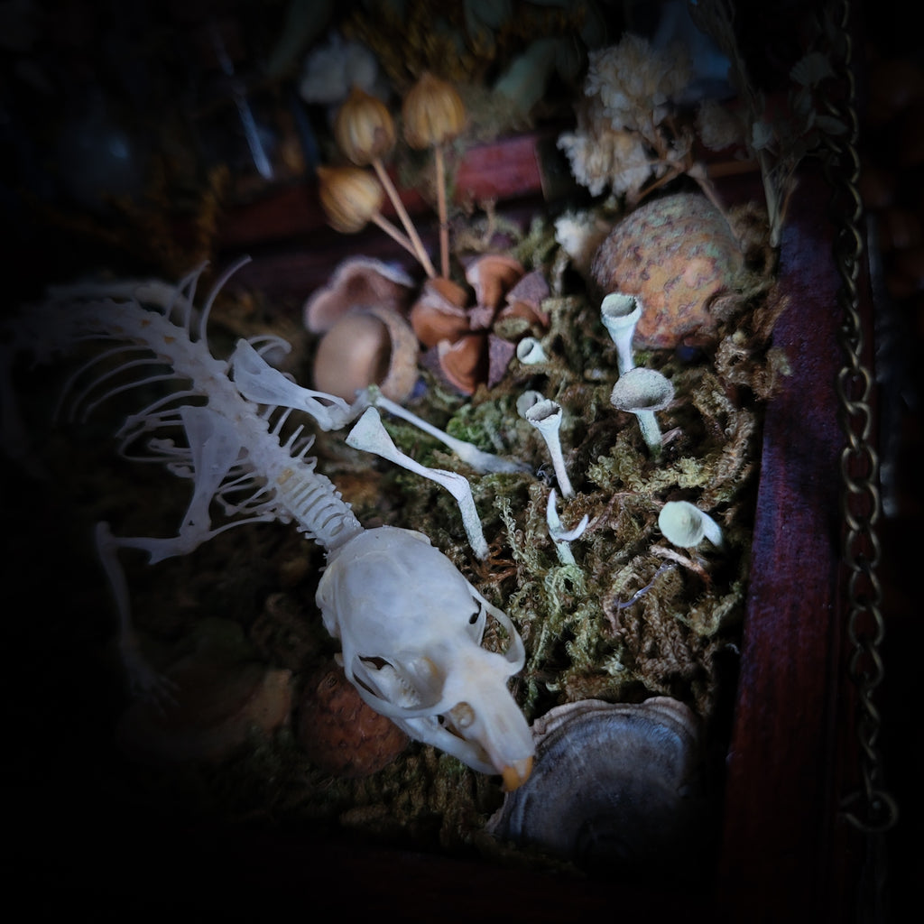 Wild Familiar Woodland — gothic relic box with real mouse skeleton, forest botanicals and minerals, handmade dark decor