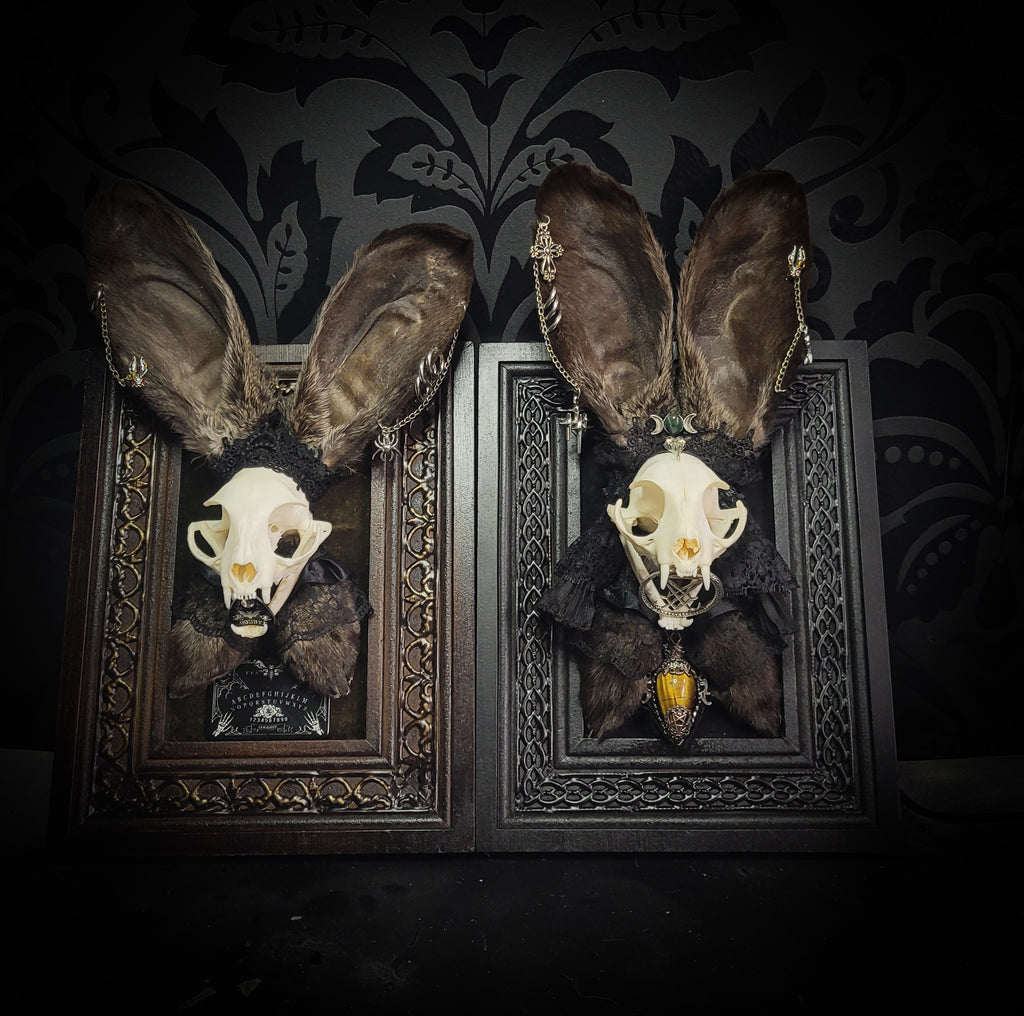 Bunny Kitten — handmade gothic shadowbox, made to order. Real cat skull with preserved bunny ears and paws, set on velvet background in ornate hand-finished frame with lace and decorative details. Dark whimsical collectible decor.