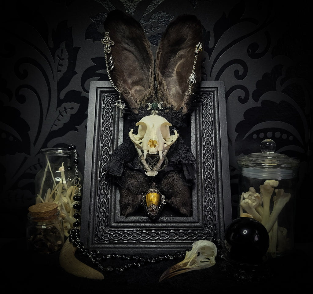 Bunny Kitten — handmade gothic shadowbox, made to order. Real cat skull with preserved bunny ears and paws, set on velvet background in ornate hand-finished frame with lace and decorative details. Dark whimsical collectible decor.