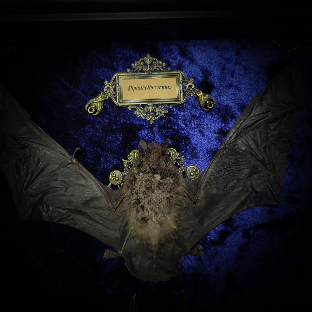 Simple bat shadowbox — handmade gothic shadowbox, made to order. Preserved bat specimen on velvet background in deep frame with ornate corner decorations, miniature bats, crescent moon elements and Latin species nameplate. Gothic wall decor, 28x23cm.