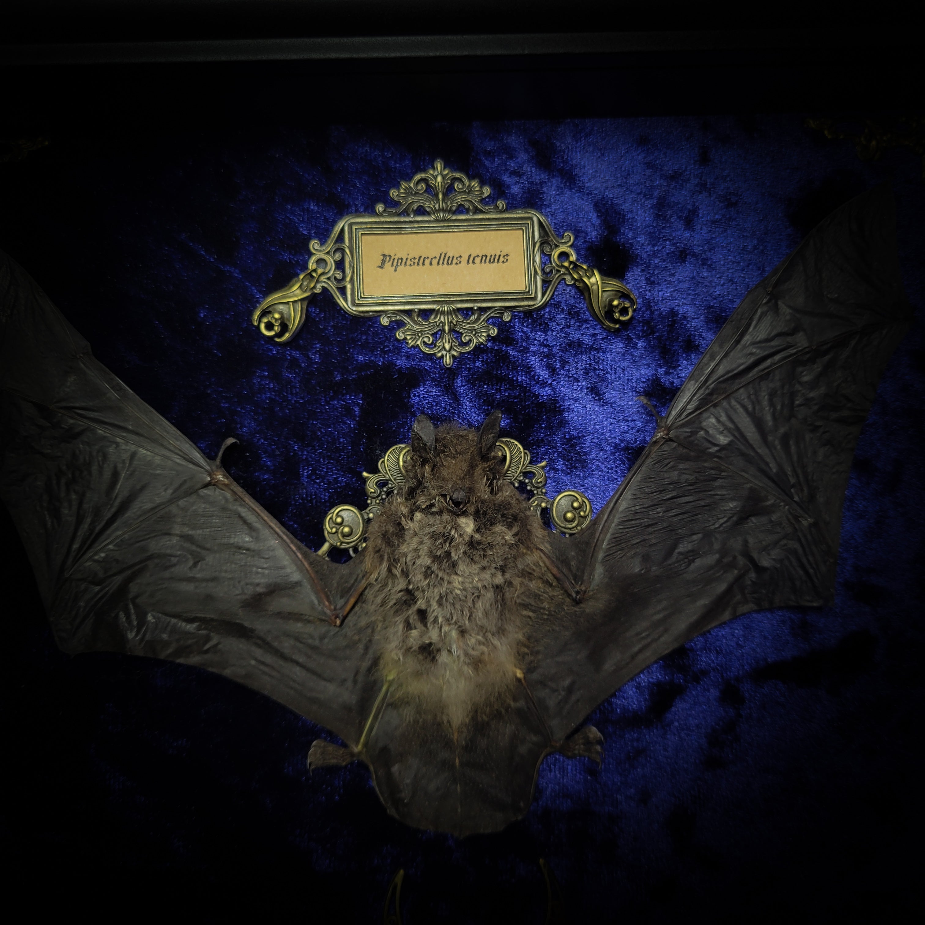 Simple bat shadowbox — handmade gothic shadowbox, made to order. Preserved bat specimen on velvet background in deep frame with ornate corner decorations, miniature bats, crescent moon elements and Latin species nameplate. Gothic wall decor, 28x23cm.