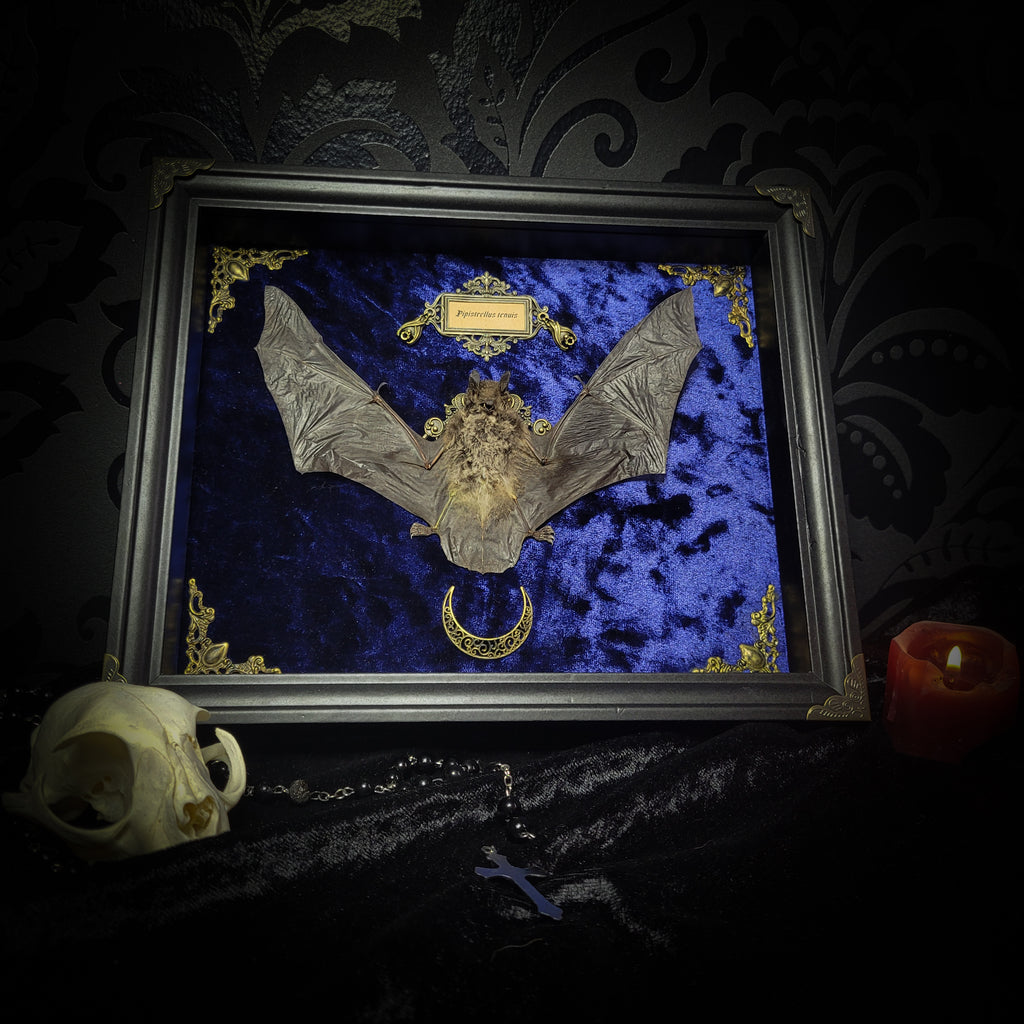 Simple bat shadowbox — handmade gothic shadowbox, made to order. Preserved bat specimen on velvet background in deep frame with ornate corner decorations, miniature bats, crescent moon elements and Latin species nameplate. Gothic wall decor, 28x23cm.