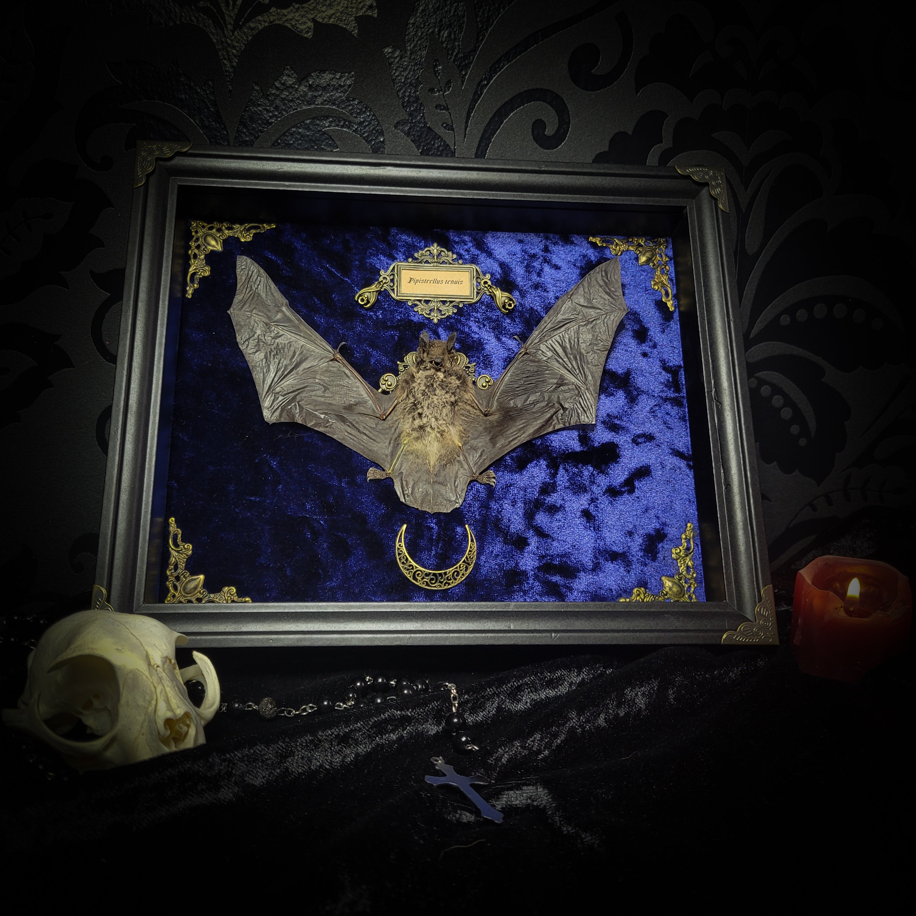 Simple bat shadowbox — handmade gothic shadowbox, made to order. Preserved bat specimen on velvet background in deep frame with ornate corner decorations, miniature bats, crescent moon elements and Latin species nameplate. Gothic wall decor, 28x23cm.
