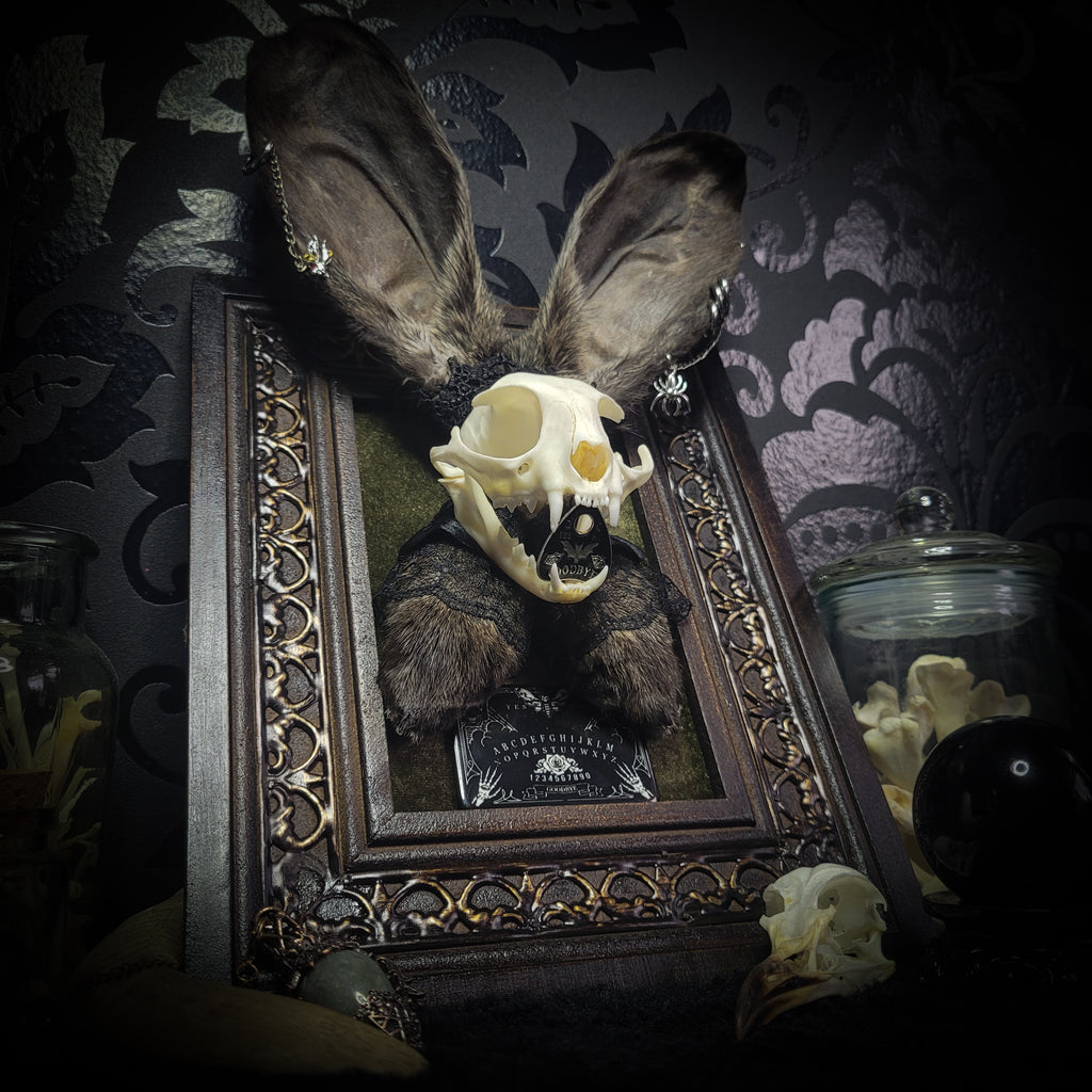 Bunny Kitten — handmade gothic shadowbox, made to order. Real cat skull with preserved bunny ears and paws, set on velvet background in ornate hand-finished frame with lace and decorative details. Dark whimsical collectible decor.