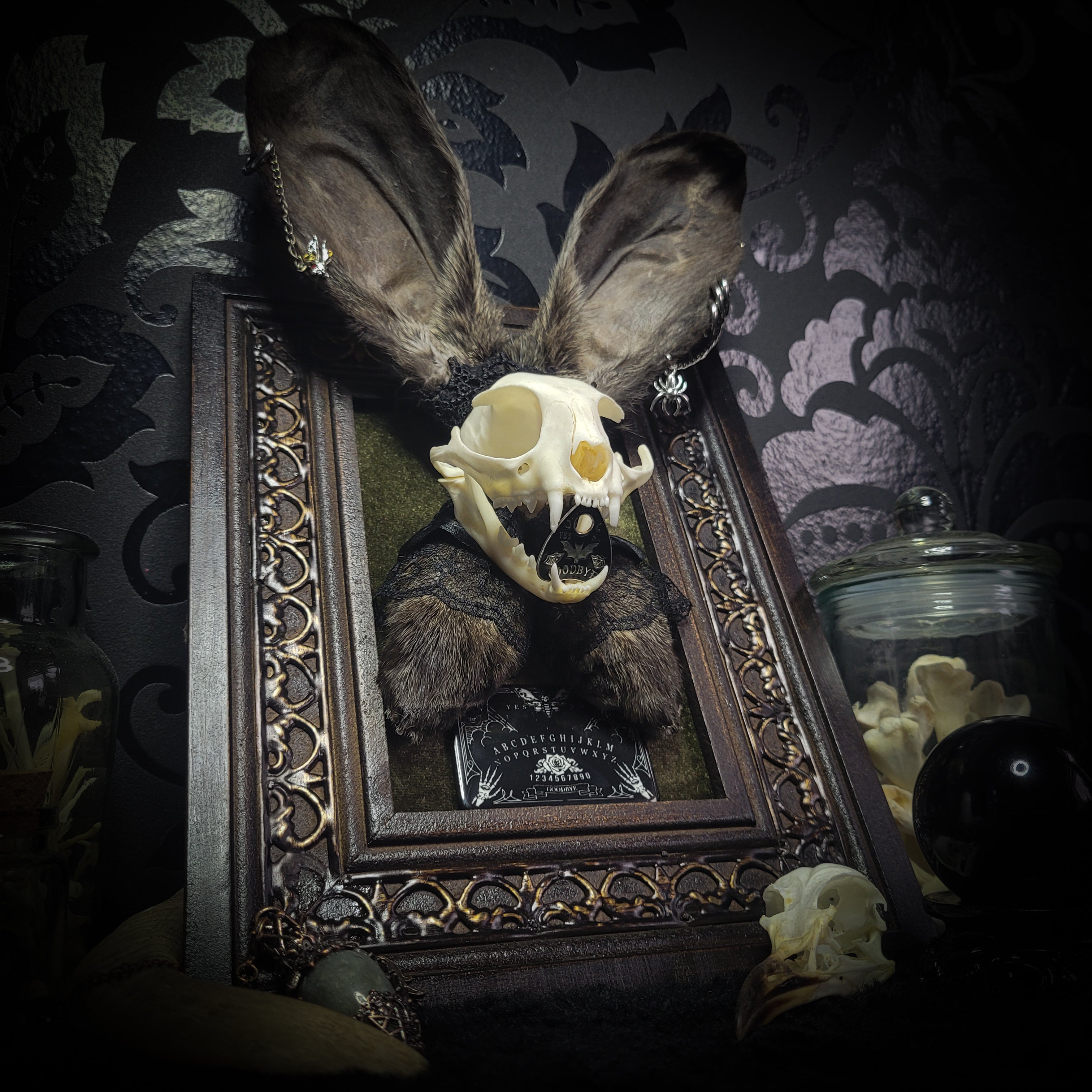 Bunny Kitten — handmade gothic shadowbox, made to order. Real cat skull with preserved bunny ears and paws, set on velvet background in ornate hand-finished frame with lace and decorative details. Dark whimsical collectible decor.
