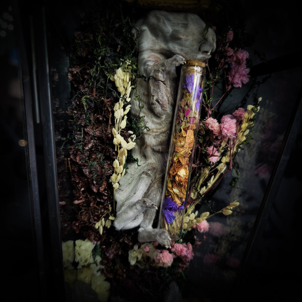 Silent Garden | Woodland — handmade gothic display with mummified baby bunny, rabbit skull, carved quartz moon, preserved roses, florals and crystals in glass coffin case on hand-finished base, 19x9.5cm