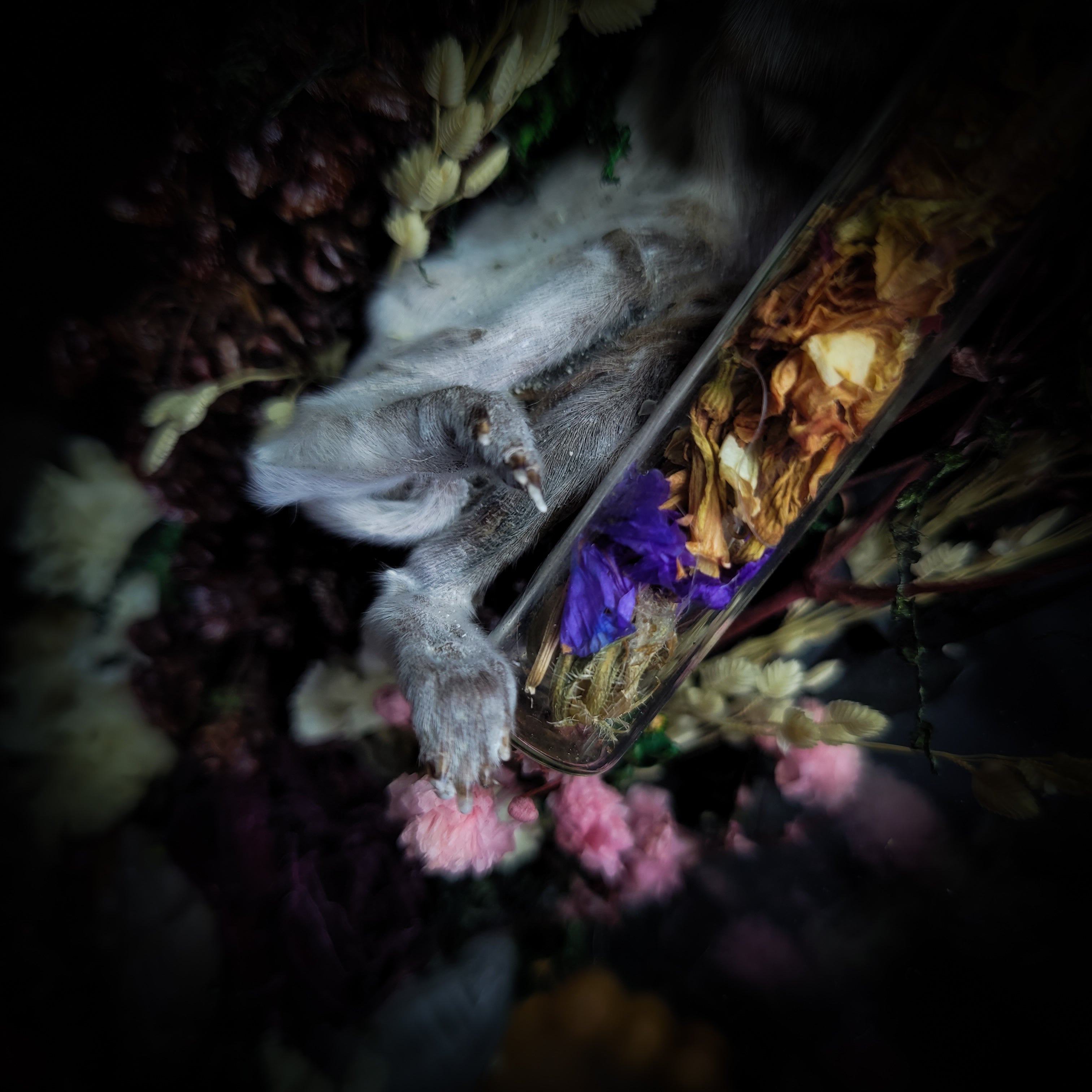 Silent Garden | Woodland — handmade gothic display with mummified baby bunny, rabbit skull, carved quartz moon, preserved roses, florals and crystals in glass coffin case on hand-finished base, 19x9.5cm