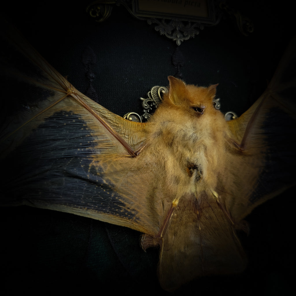 Simple bat shadowbox — handmade gothic shadowbox, made to order. Preserved bat specimen on velvet background in deep frame with ornate corner decorations, miniature bats, crescent moon elements and Latin species nameplate. Gothic wall decor, 28x23cm.