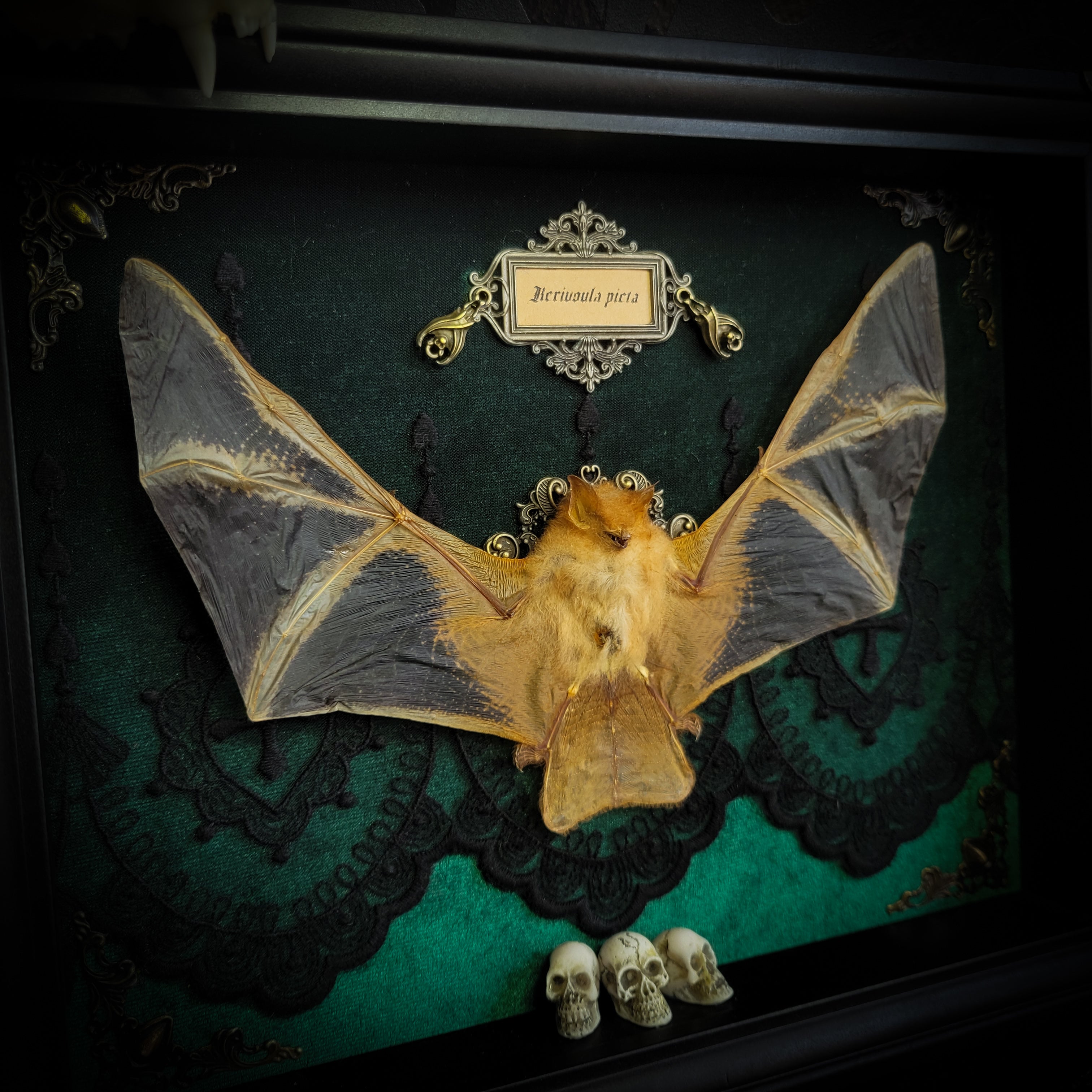 Simple bat shadowbox — handmade gothic shadowbox, made to order. Preserved bat specimen on velvet background in deep frame with ornate corner decorations, miniature bats, crescent moon elements and Latin species nameplate. Gothic wall decor, 28x23cm.