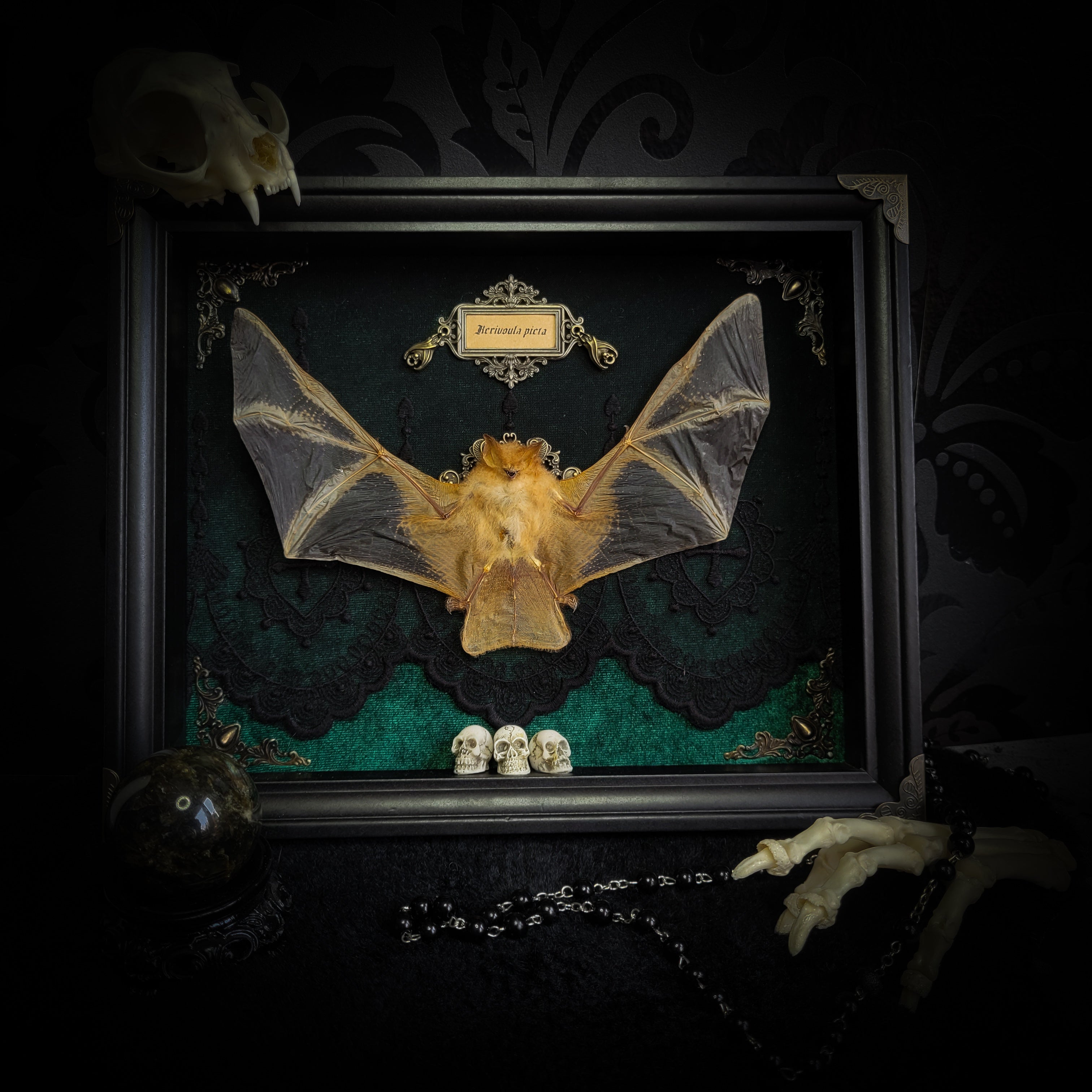 Simple bat shadowbox — handmade gothic shadowbox, made to order. Preserved bat specimen on velvet background in deep frame with ornate corner decorations, miniature bats, crescent moon elements and Latin species nameplate. Gothic wall decor, 28x23cm.