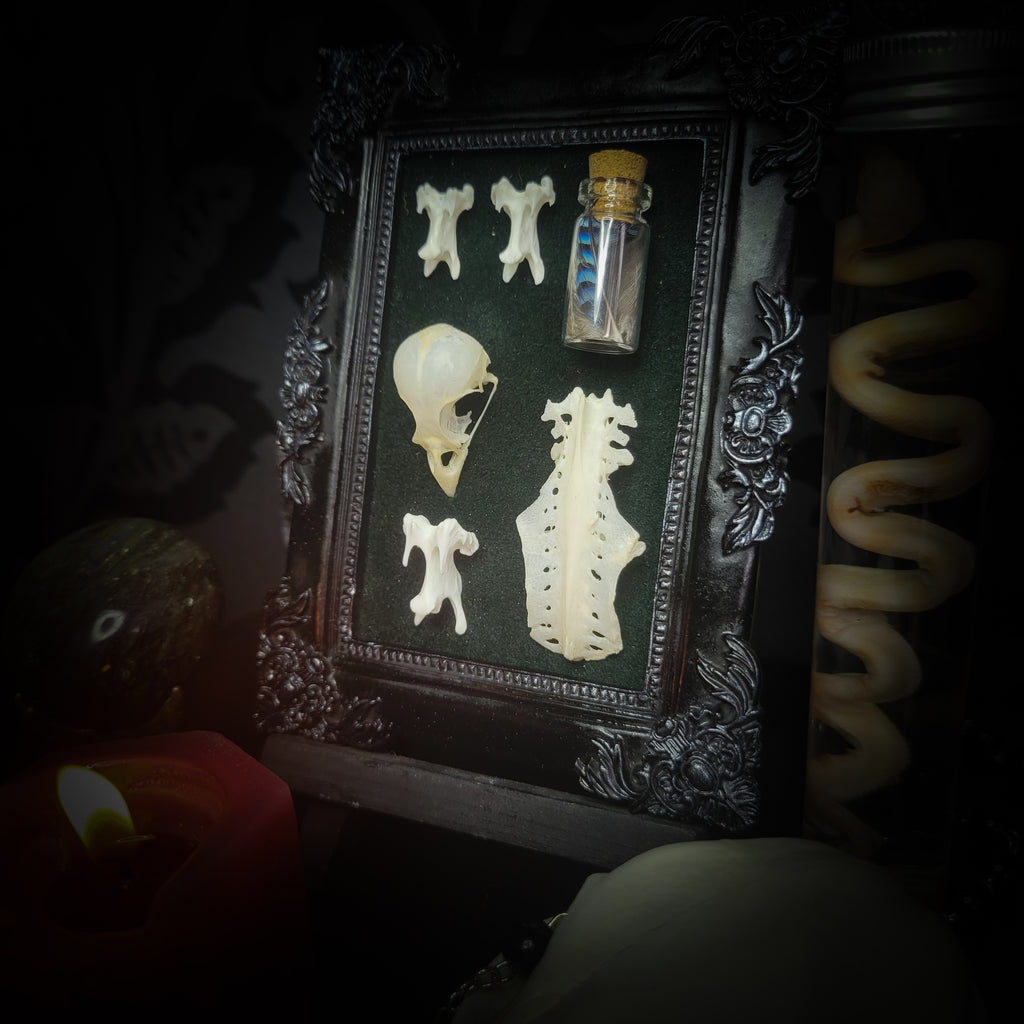 handmade gothic shadowbox bird skull vertebrae feathers green velvet hand-cast frame dark wall decor