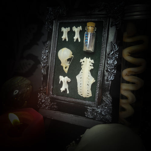 handmade gothic shadowbox bird skull vertebrae feathers green velvet hand-cast frame dark wall decor
