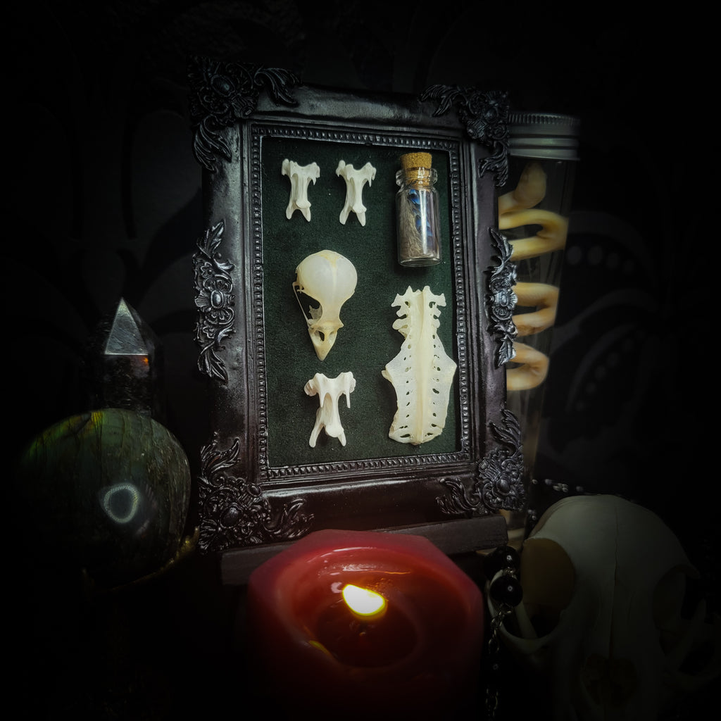 handmade gothic shadowbox bird skull vertebrae feathers green velvet hand-cast frame dark wall decor