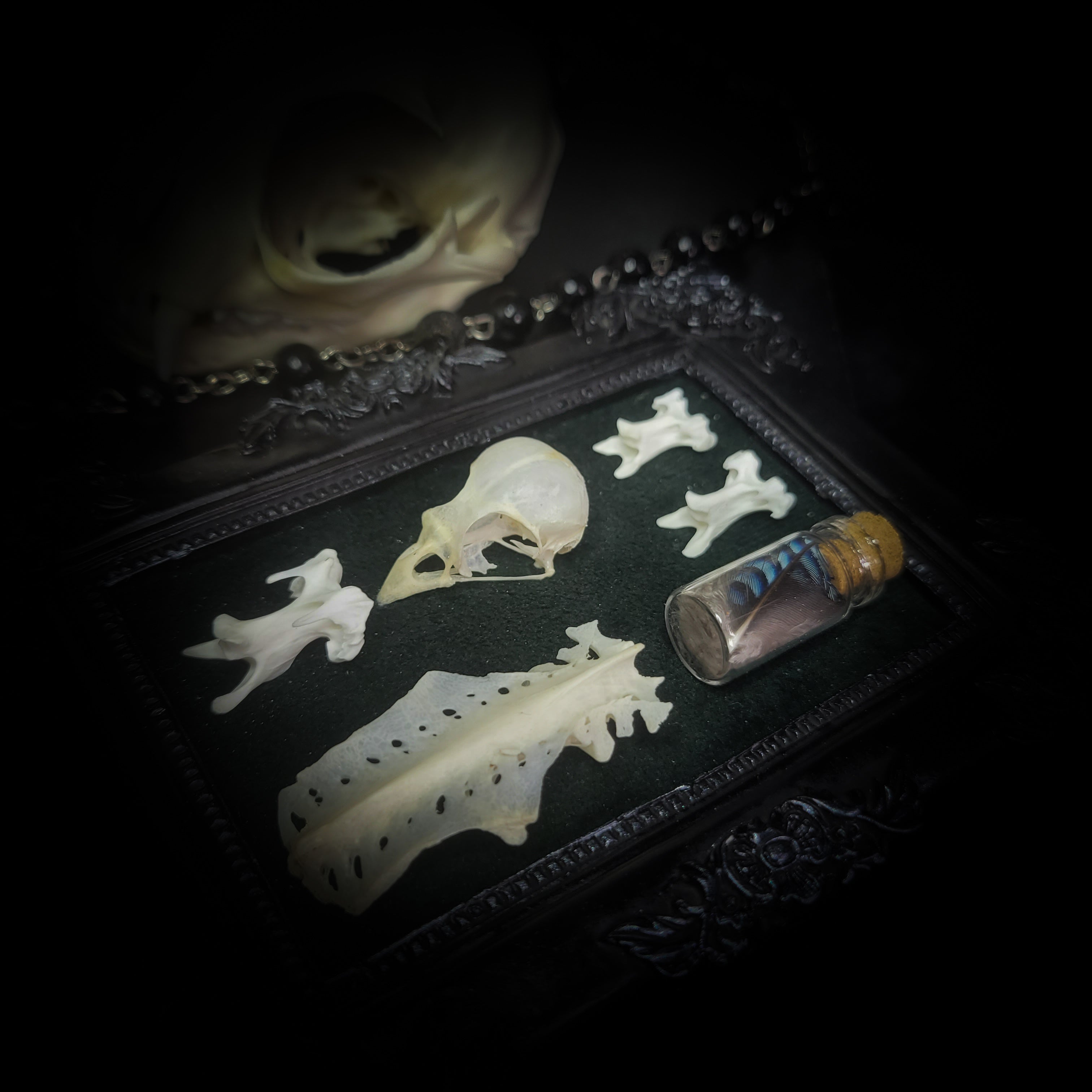 handmade gothic shadowbox bird skull vertebrae feathers green velvet hand-cast frame dark wall decor