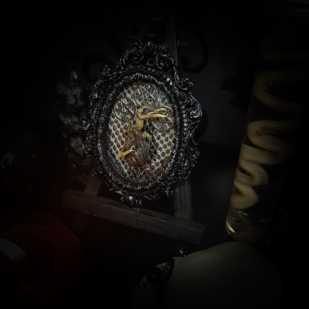 Decorative mirror with intricate design held by a hand in a dark setting Handmade gothic small relic — mummified bird in ornate black baroque frame with pentacle symbols and snake skin background