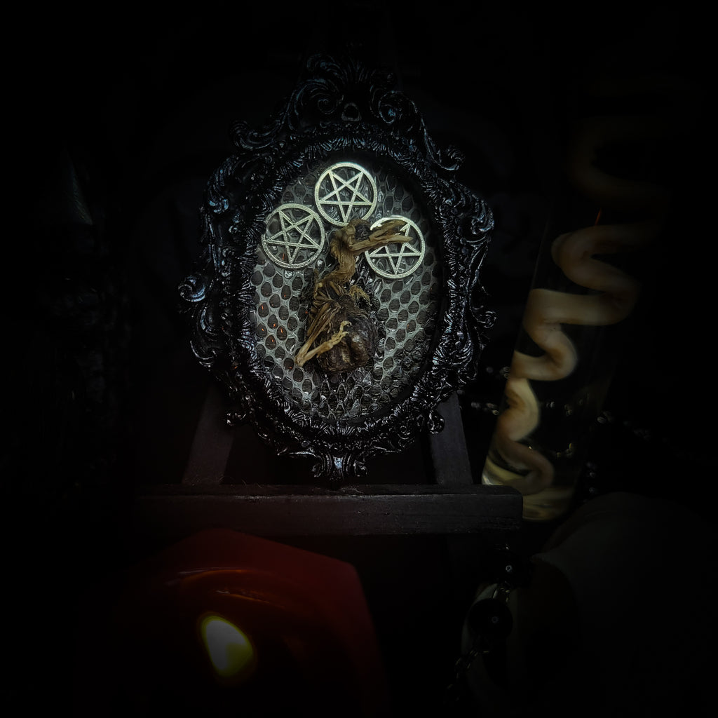Decorative item with a central figure and circular designs on a dark  Handmade gothic small relic — mummified bird in ornate black baroque frame with pentacle symbols and snake skin backgroundbackground