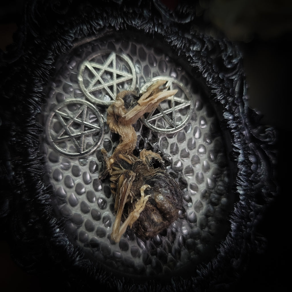 Handmade gothic small relic — mummified bird in ornate black baroque frame with pentacle symbols and snake skin background