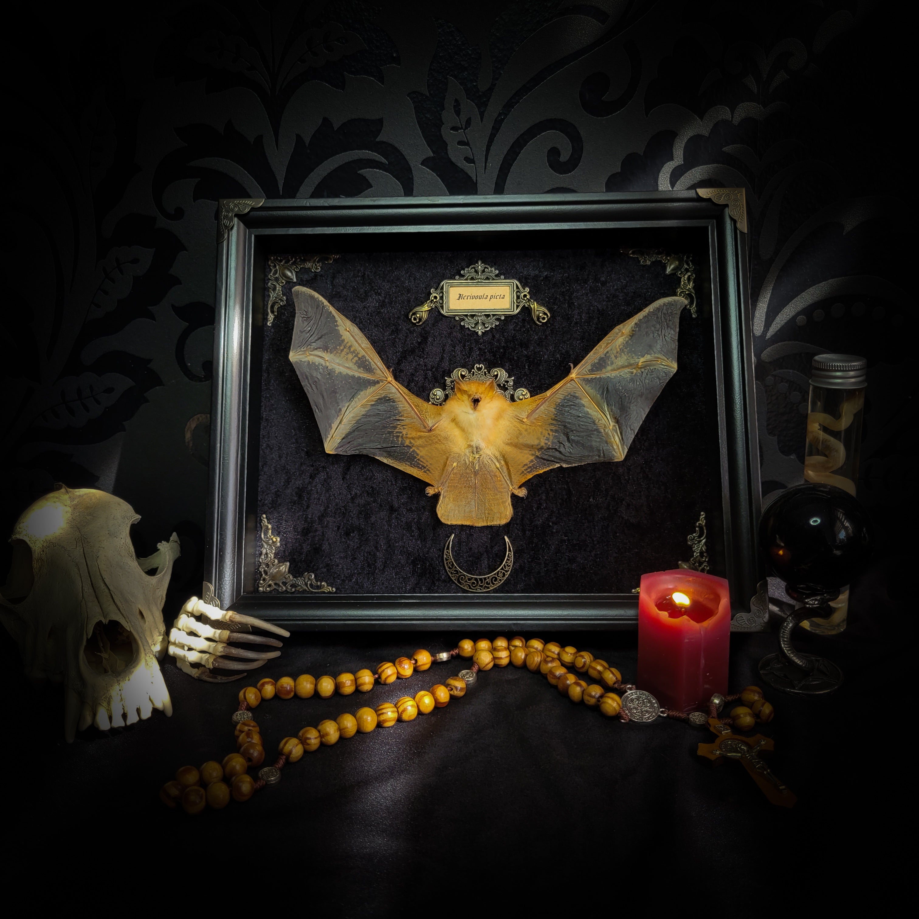Simple bat shadowbox — handmade gothic shadowbox, made to order. Preserved bat specimen on velvet background in deep frame with ornate corner decorations, miniature bats, crescent moon elements and Latin species nameplate. Gothic wall decor, 28x23cm.