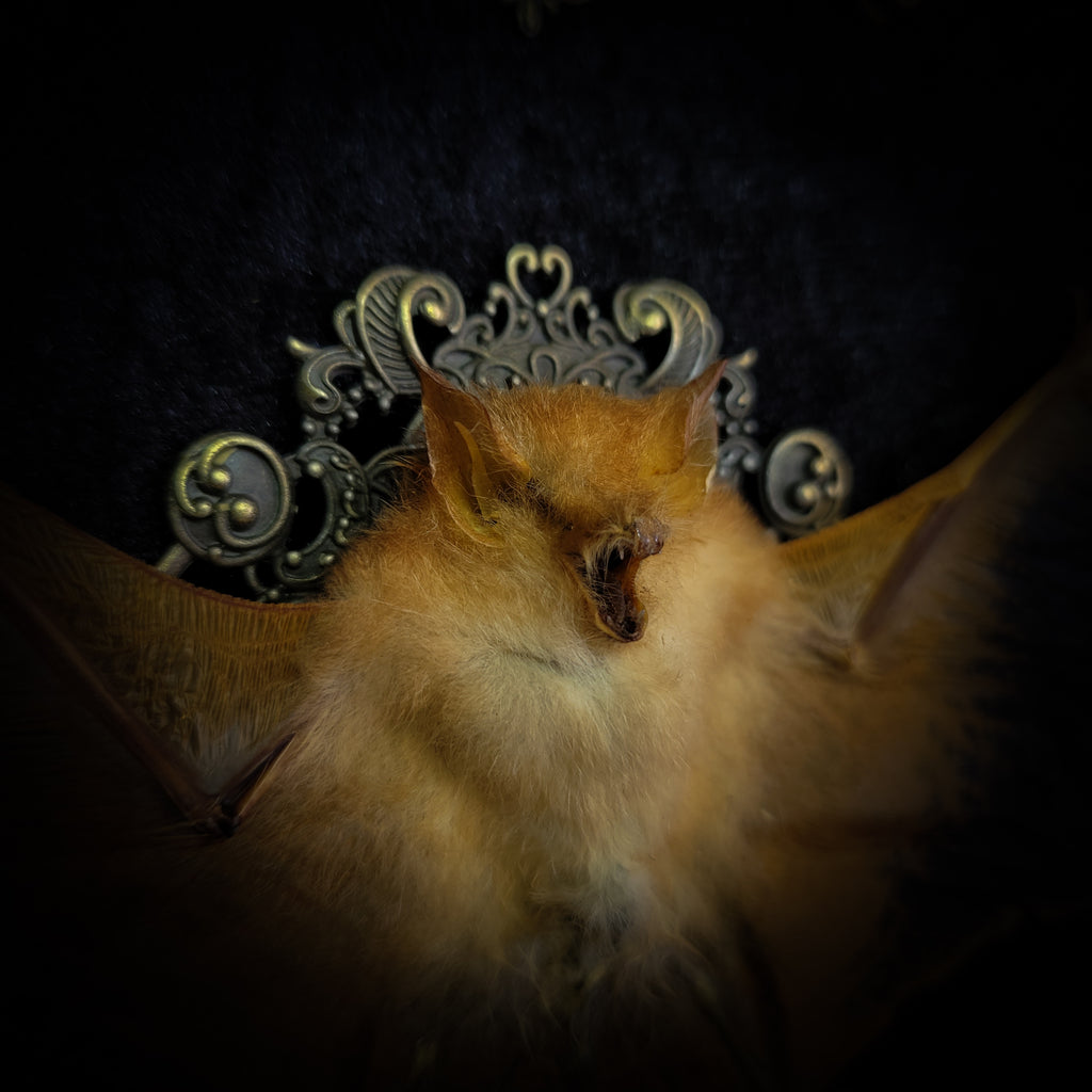 Simple bat shadowbox — handmade gothic shadowbox, made to order. Preserved bat specimen on velvet background in deep frame with ornate corner decorations, miniature bats, crescent moon elements and Latin species nameplate. Gothic wall decor, 28x23cm.