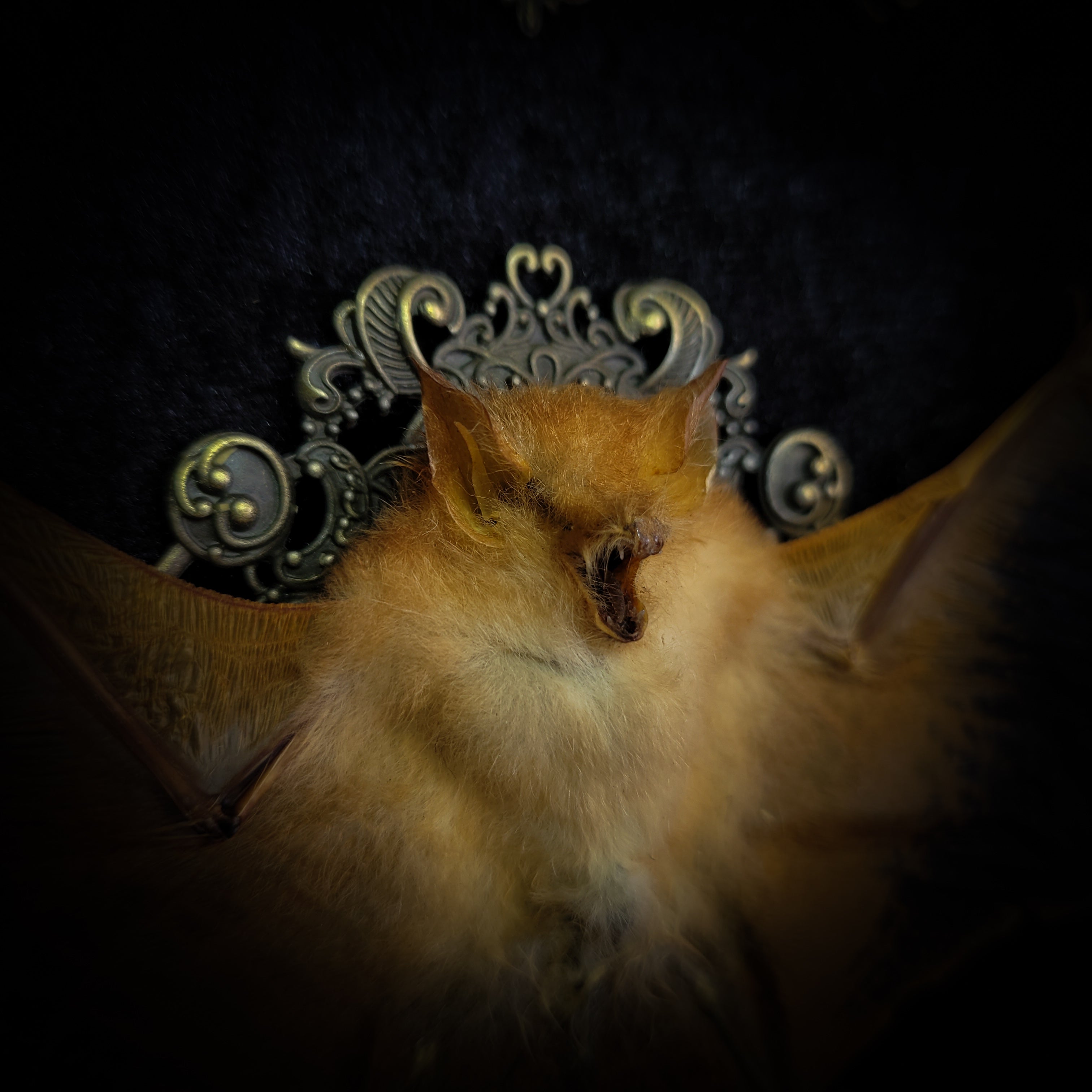 Simple bat shadowbox — handmade gothic shadowbox, made to order. Preserved bat specimen on velvet background in deep frame with ornate corner decorations, miniature bats, crescent moon elements and Latin species nameplate. Gothic wall decor, 28x23cm.