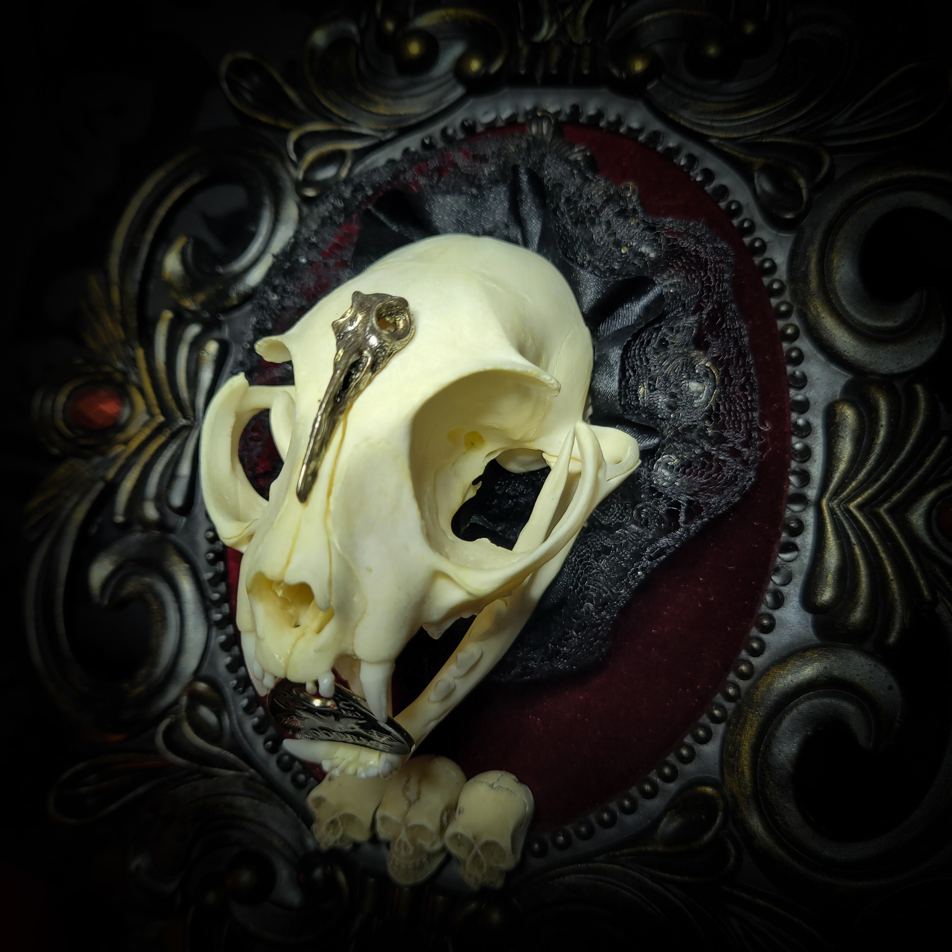 Gothic Kitten | Gothic