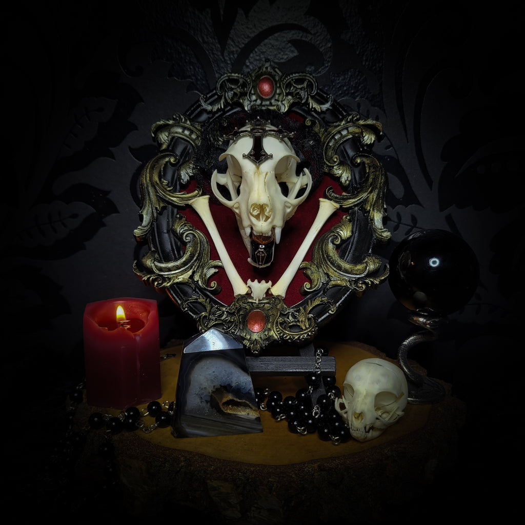 Decorative skull display with ornate frame, candle, and small skulls on a dark background Baroque Kitten – real cat skull on red velvet in hand-cast baroque frame, gothic vampire wall decor