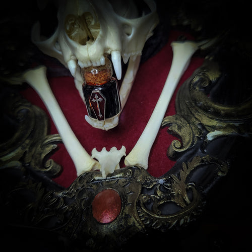Skull with a bottle of dark liquid on a red surface, surrounded by ornate gold frames.Baroque Kitten – real cat skull on red velvet in hand-cast baroque frame, gothic vampire wall decor
