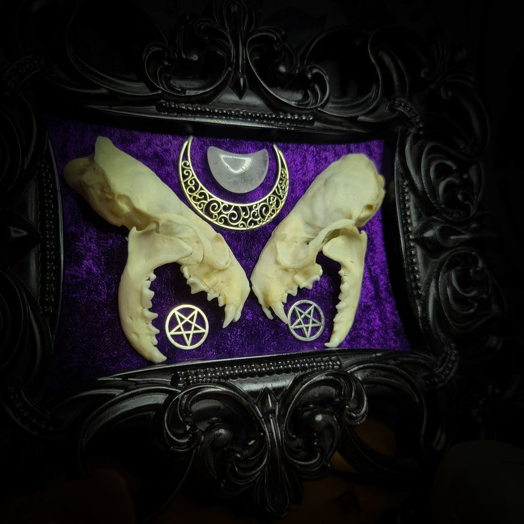 Lunaris Divination | Gothic — handmade gothic wall decor with real mink skull halved symmetrically, crystal quartz crescent moon, pentacle charms on deep purple velvet in ornate black baroque frame, 20x16cm