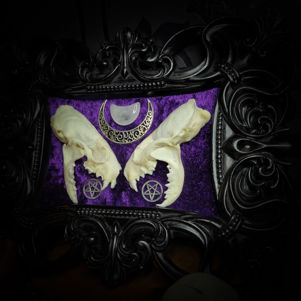 Lunaris Divination | Gothic — handmade gothic wall decor with real mink skull halved symmetrically, crystal quartz crescent moon, pentacle charms on deep purple velvet in ornate black baroque frame, 20x16cm