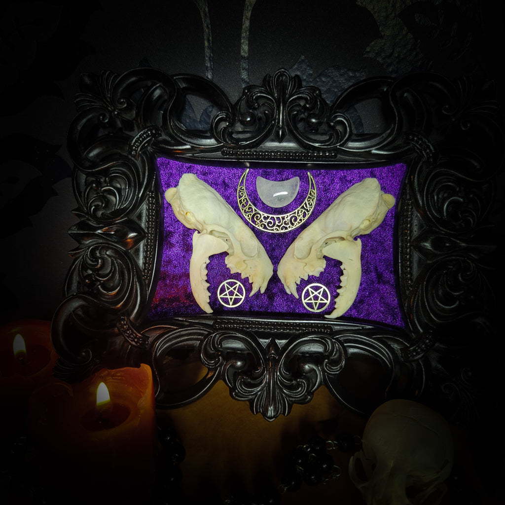 Lunaris Divination | Gothic — handmade gothic wall decor with real mink skull halved symmetrically, crystal quartz crescent moon, pentacle charms on deep purple velvet in ornate black baroque frame, 20x16cm