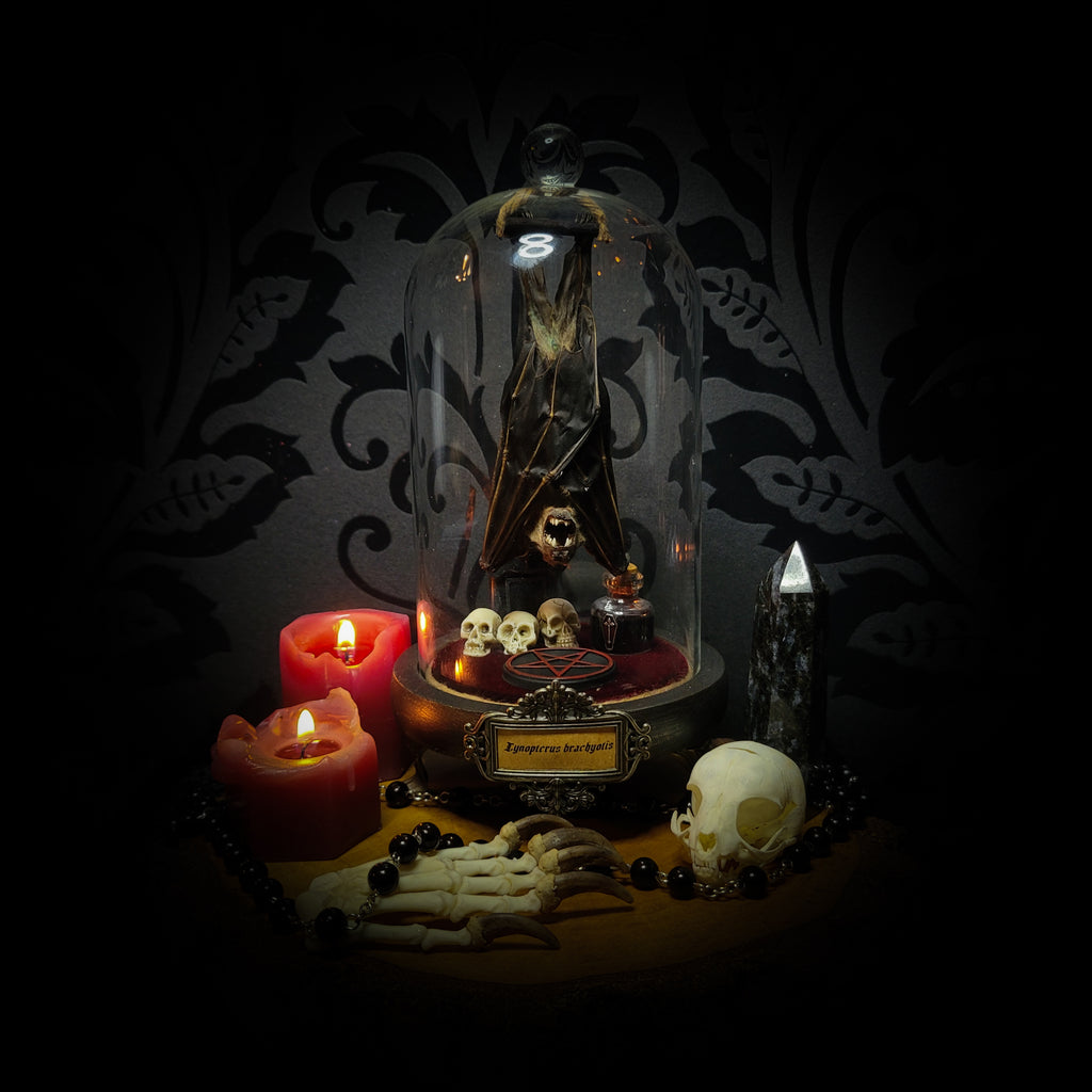 Occultia — handmade gothic glass dome display, made to order. Bat specimen under glass cloche on hand-painted wooden base with ritual sigil, miniature skulls and Latin species nameplate. Occult gothic decor, 21x12cm.