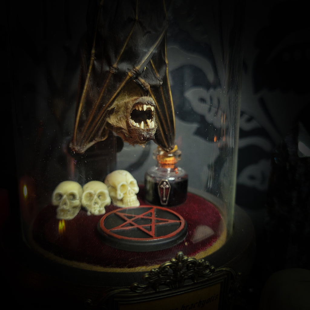 Occultia — handmade gothic glass dome display, made to order. Bat specimen under glass cloche on hand-painted wooden base with ritual sigil, miniature skulls and Latin species nameplate. Occult gothic decor, 21x12cm.