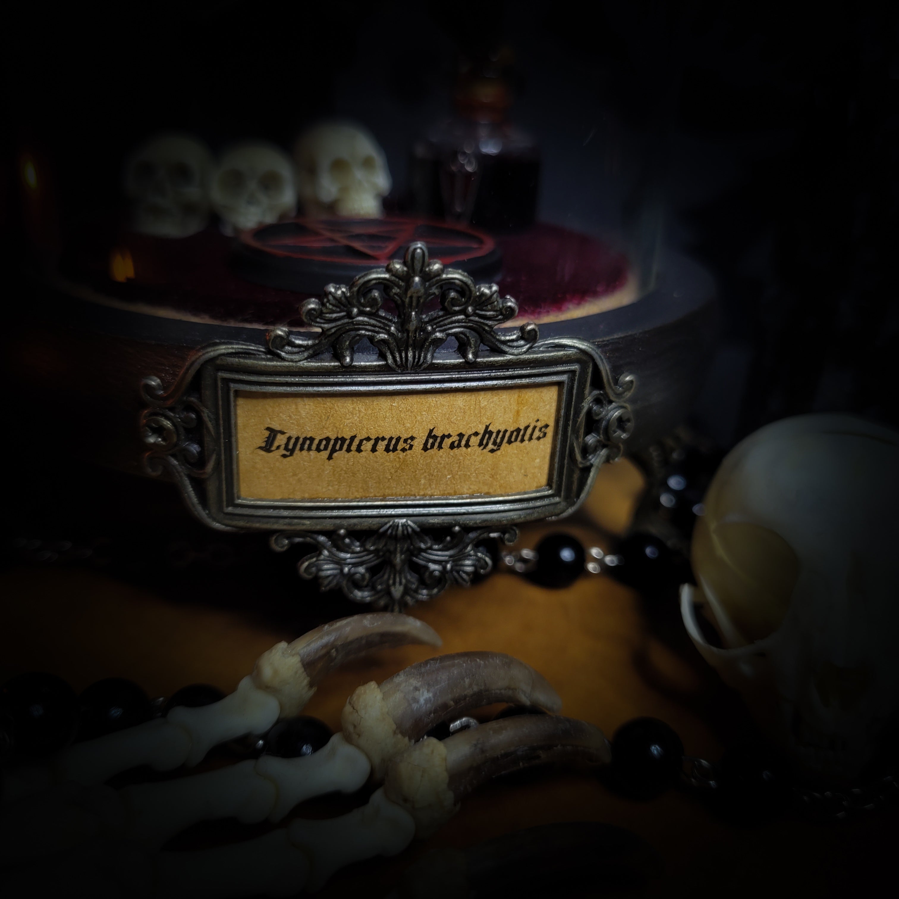Occultia — handmade gothic glass dome display, made to order. Bat specimen under glass cloche on hand-painted wooden base with ritual sigil, miniature skulls and Latin species nameplate. Occult gothic decor, 21x12cm.
