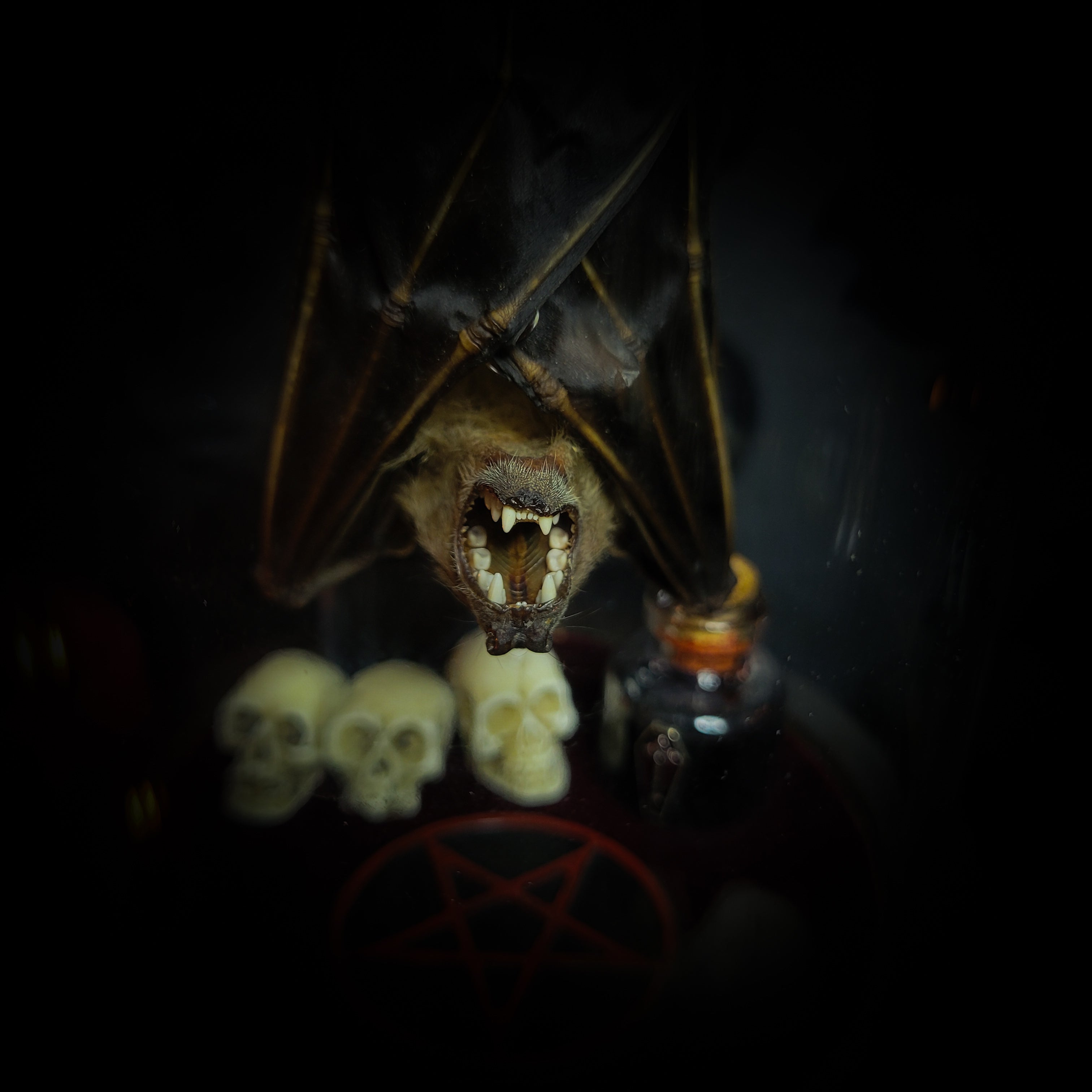 Occultia — handmade gothic glass dome display, made to order. Bat specimen under glass cloche on hand-painted wooden base with ritual sigil, miniature skulls and Latin species nameplate. Occult gothic decor, 21x12cm.