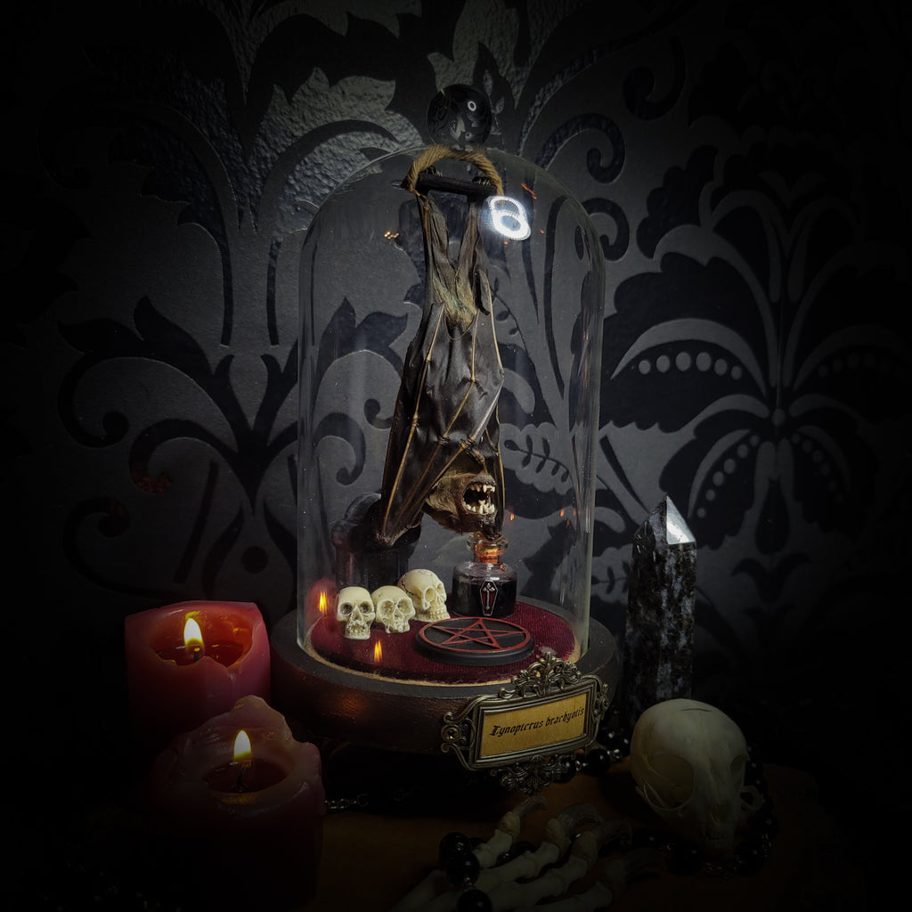 Occultia — handmade gothic glass dome display, made to order. Bat specimen under glass cloche on hand-painted wooden base with ritual sigil, miniature skulls and Latin species nameplate. Occult gothic decor, 21x12cm.
