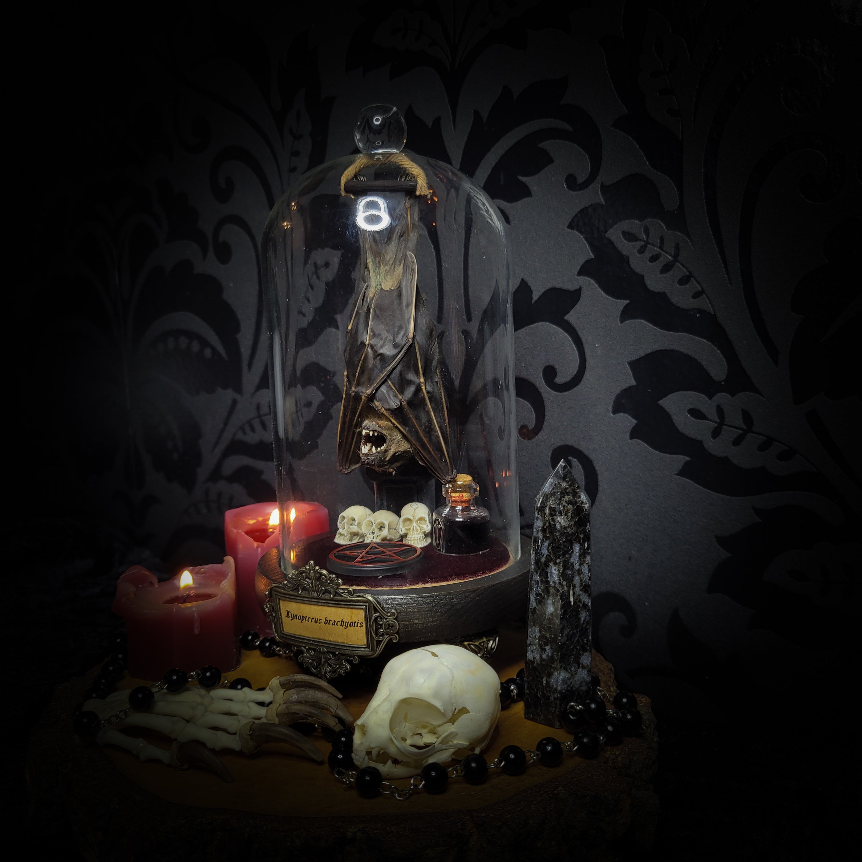 Occultia — handmade gothic glass dome display, made to order. Bat specimen under glass cloche on hand-painted wooden base with ritual sigil, miniature skulls and Latin species nameplate. Occult gothic decor, 21x12cm.