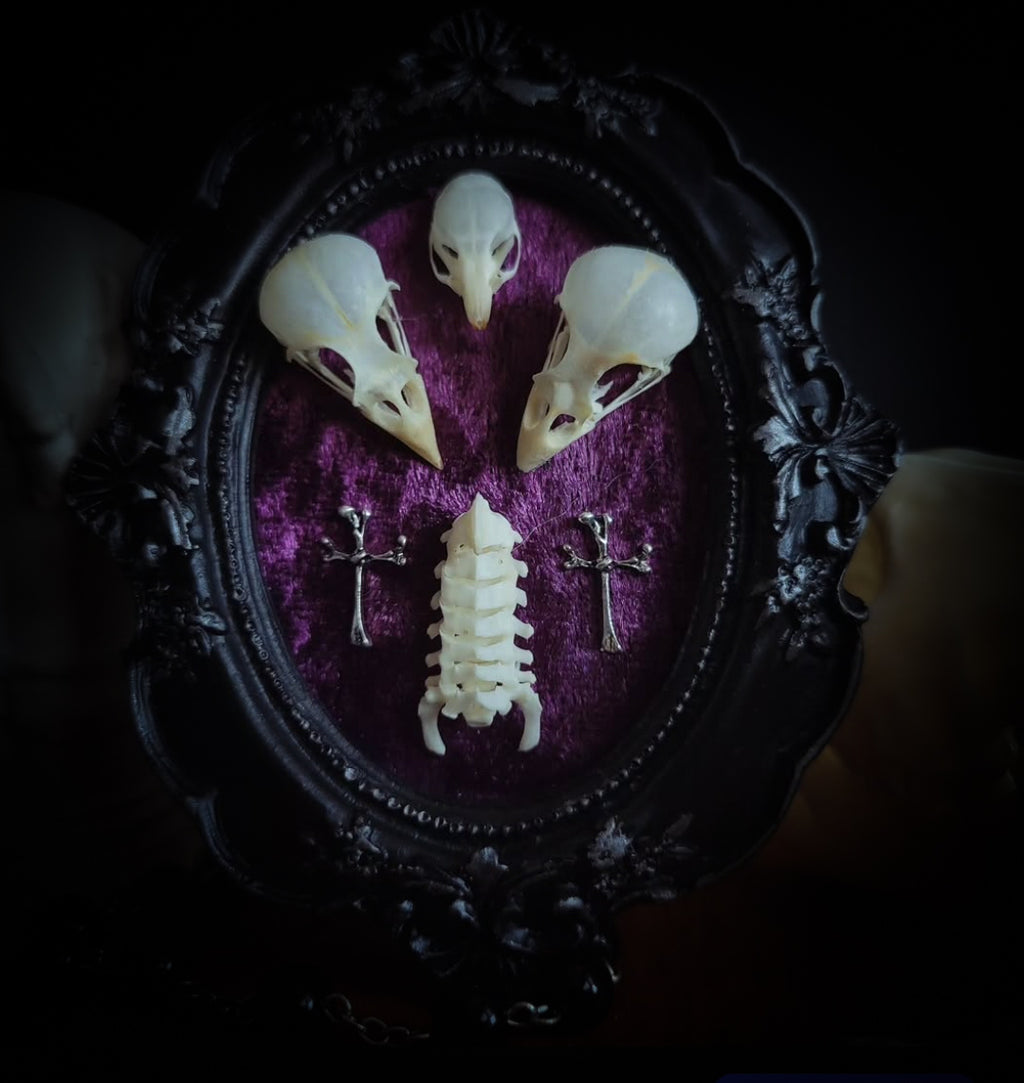 Velora | Small Relics — handmade gothic wall decor with two real bird skulls, mouse skull and rat spine section in hand-painted frame on deep purple velvet, dark macabre aesthetic, 12x10cm