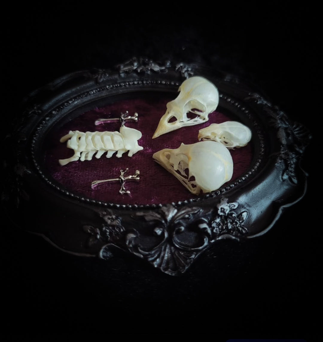 Velora | Small Relics — handmade gothic wall decor with two real bird skulls, mouse skull and rat spine section in hand-painted frame on deep purple velvet, dark macabre aesthetic, 12x10cm