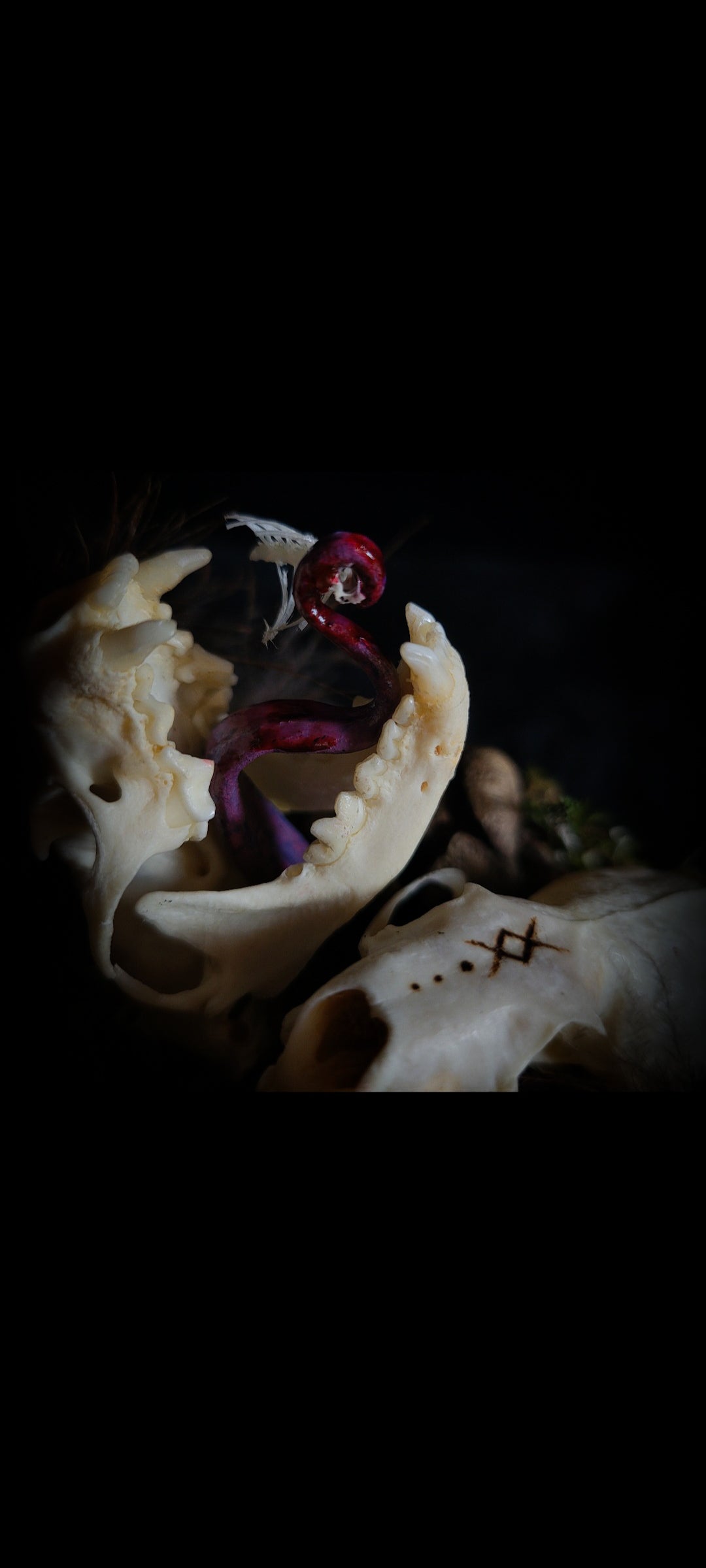 Hungry Minks | Woodland — handmade gothic decor with two real mink skulls, sculpted tongues, runes, bird bones, feathers and forest moss under glass dome on hand-painted wooden base, 11x13.5cm