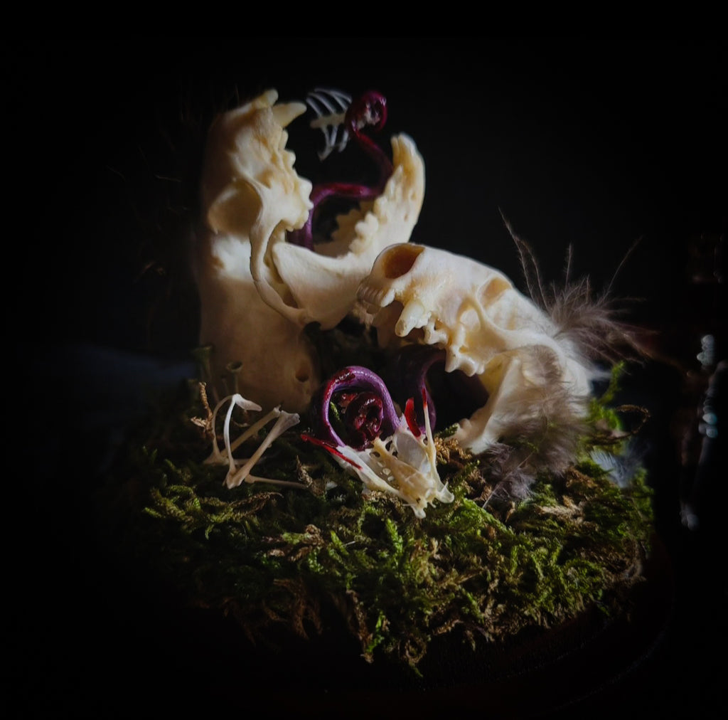 Hungry Minks | Woodland — handmade gothic decor with two real mink skulls, sculpted tongues, runes, bird bones, feathers and forest moss under glass dome on hand-painted wooden base, 11x13.5cm