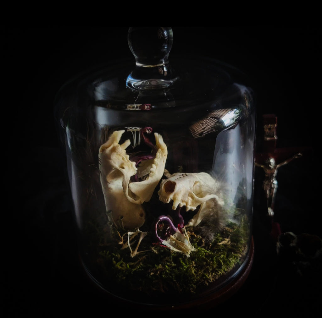 Hungry Minks | Woodland — handmade gothic decor with two real mink skulls, sculpted tongues, runes, bird bones, feathers and forest moss under glass dome on hand-painted wooden base, 11x13.5cm