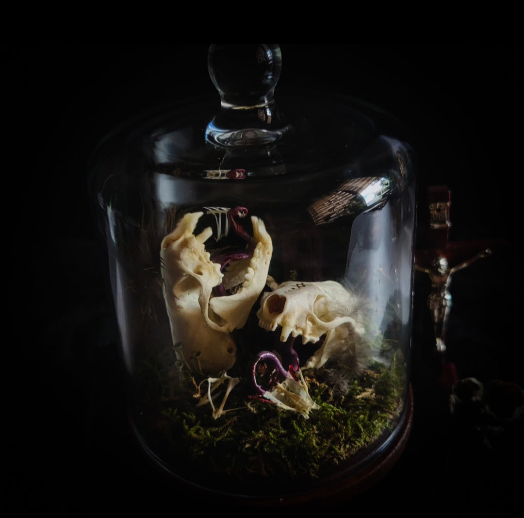 Hungry Minks | Woodland — handmade gothic decor with two real mink skulls, sculpted tongues, runes, bird bones, feathers and forest moss under glass dome on hand-painted wooden base, 11x13.5cm