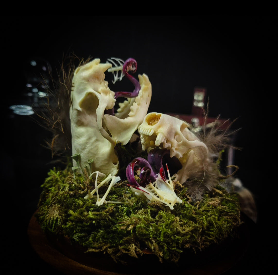 Hungry Minks | Woodland — handmade gothic decor with two real mink skulls, sculpted tongues, runes, bird bones, feathers and forest moss under glass dome on hand-painted wooden base, 11x13.5cm