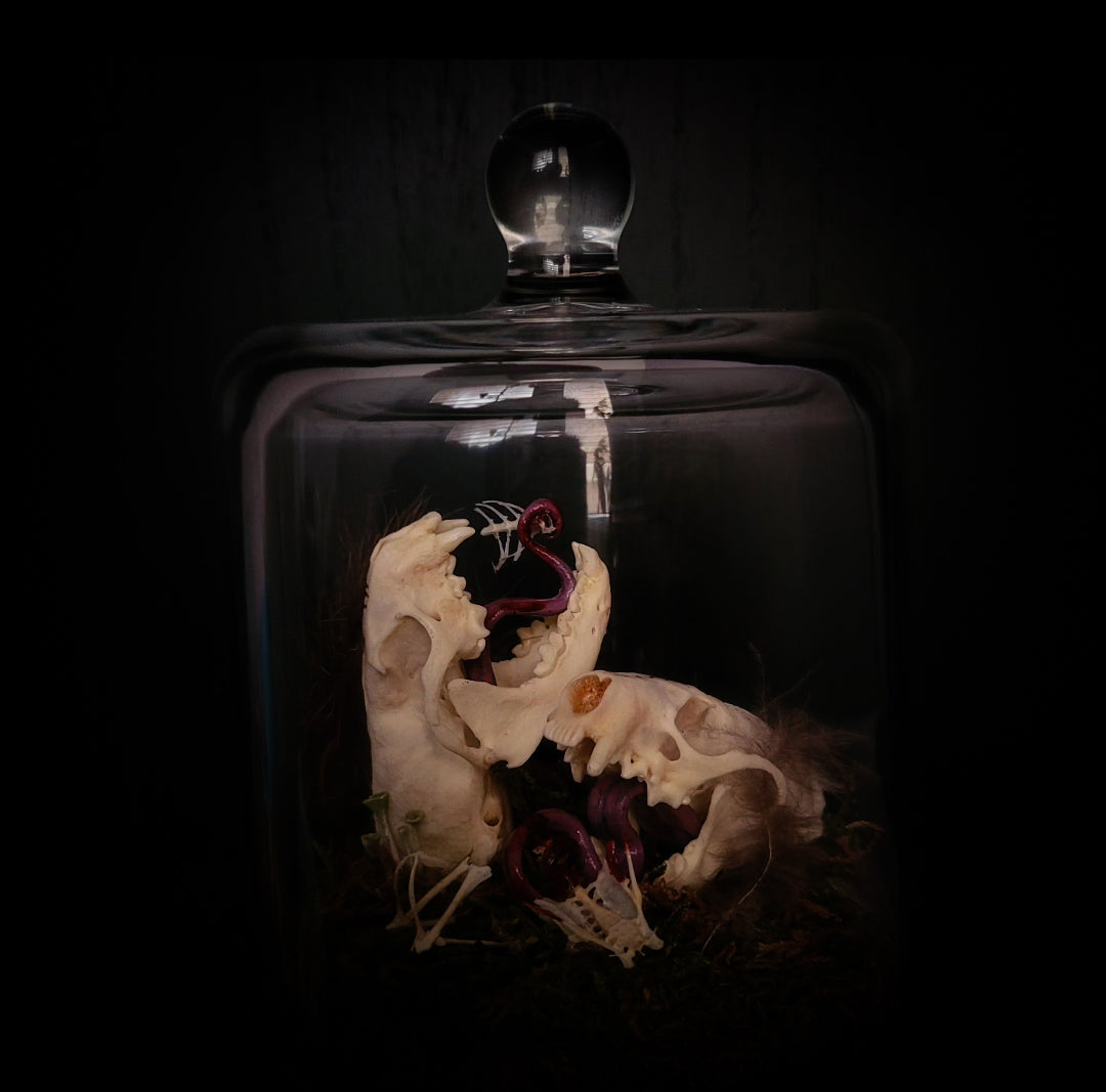 Hungry Minks | Woodland — handmade gothic decor with two real mink skulls, sculpted tongues, runes, bird bones, feathers and forest moss under glass dome on hand-painted wooden base, 11x13.5cm
