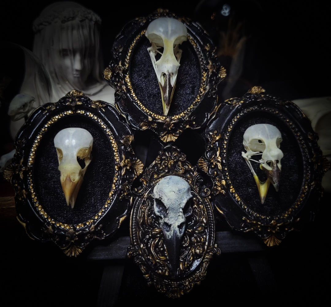 handmade gothic triptych with real bird skulls hand-cast frames black velvet dark macabre wall decor