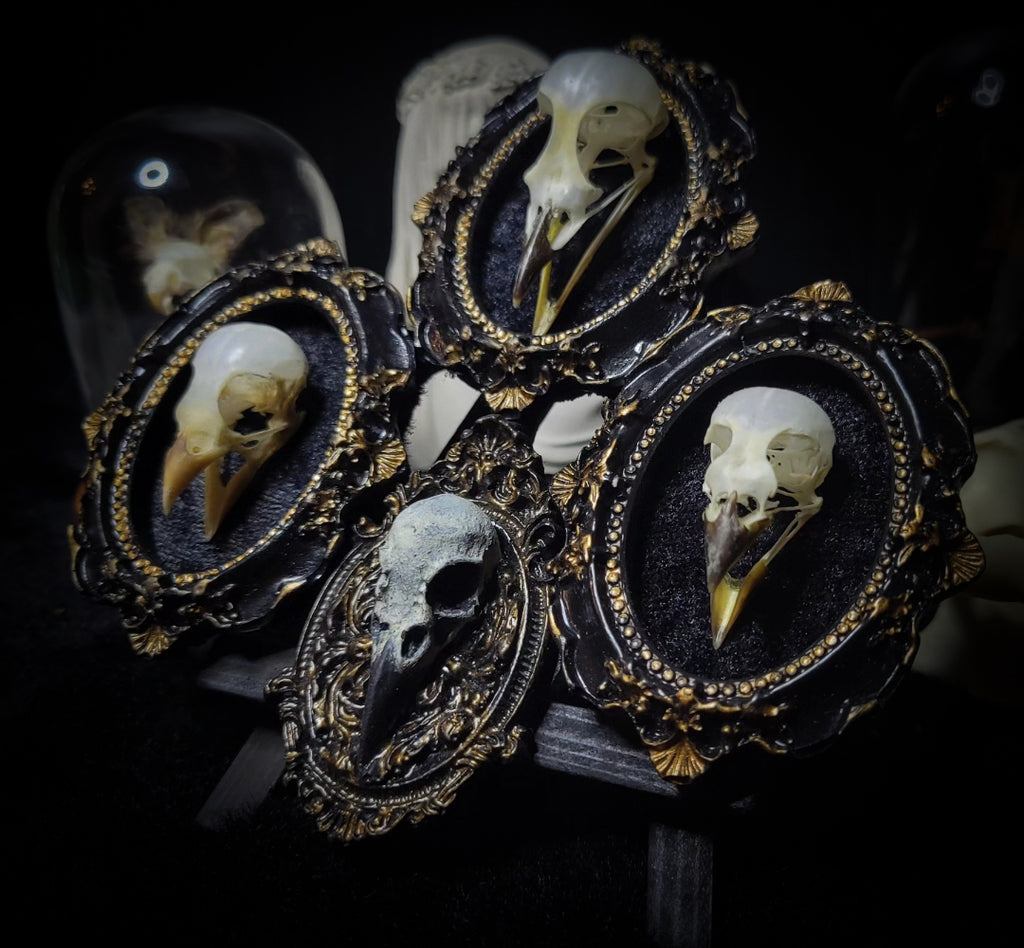 handmade gothic triptych with real bird skulls hand-cast frames black velvet dark macabre wall decor