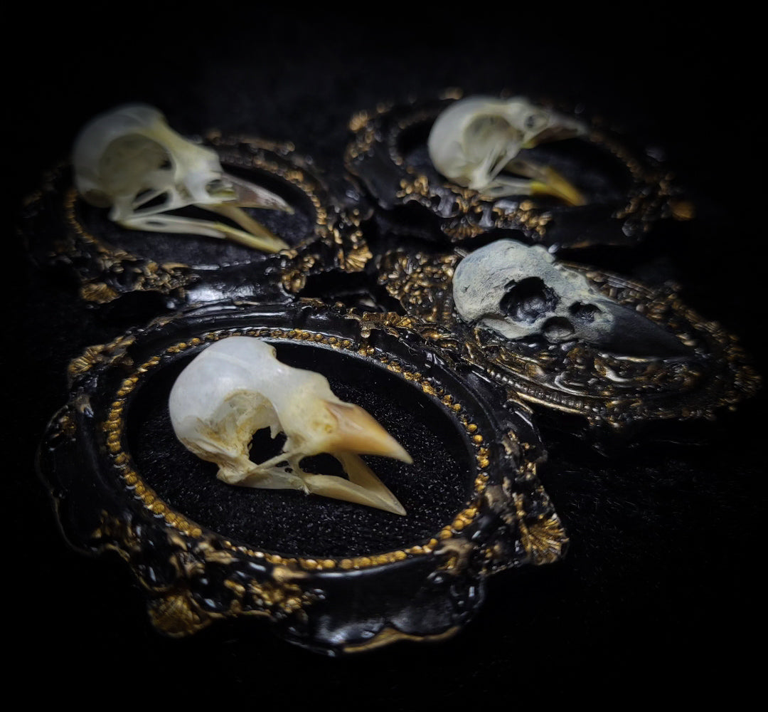 handmade gothic triptych with real bird skulls hand-cast frames black velvet dark macabre wall decor
